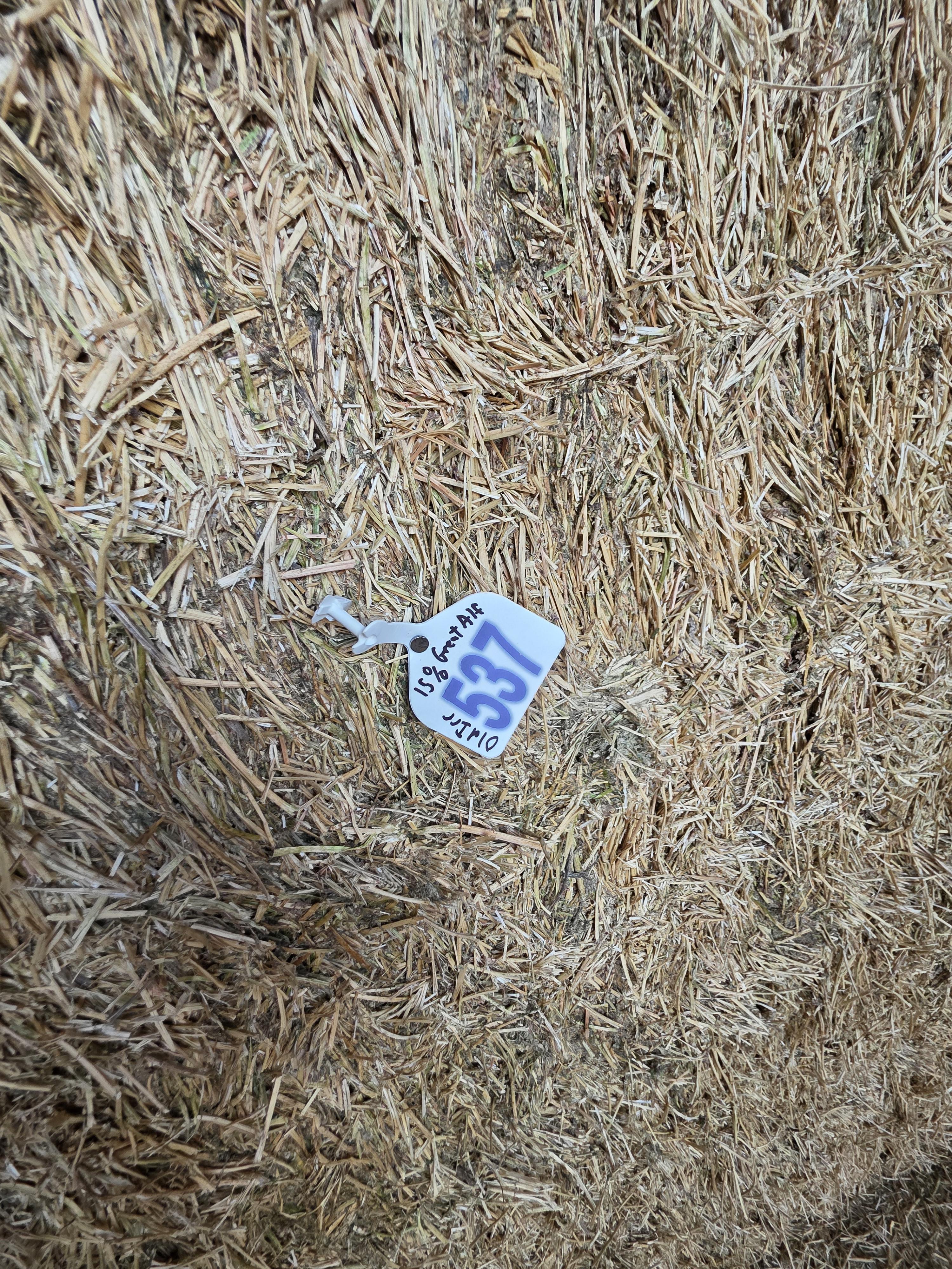 537 3 x 4 Large Squares Alfalfa – Image 4