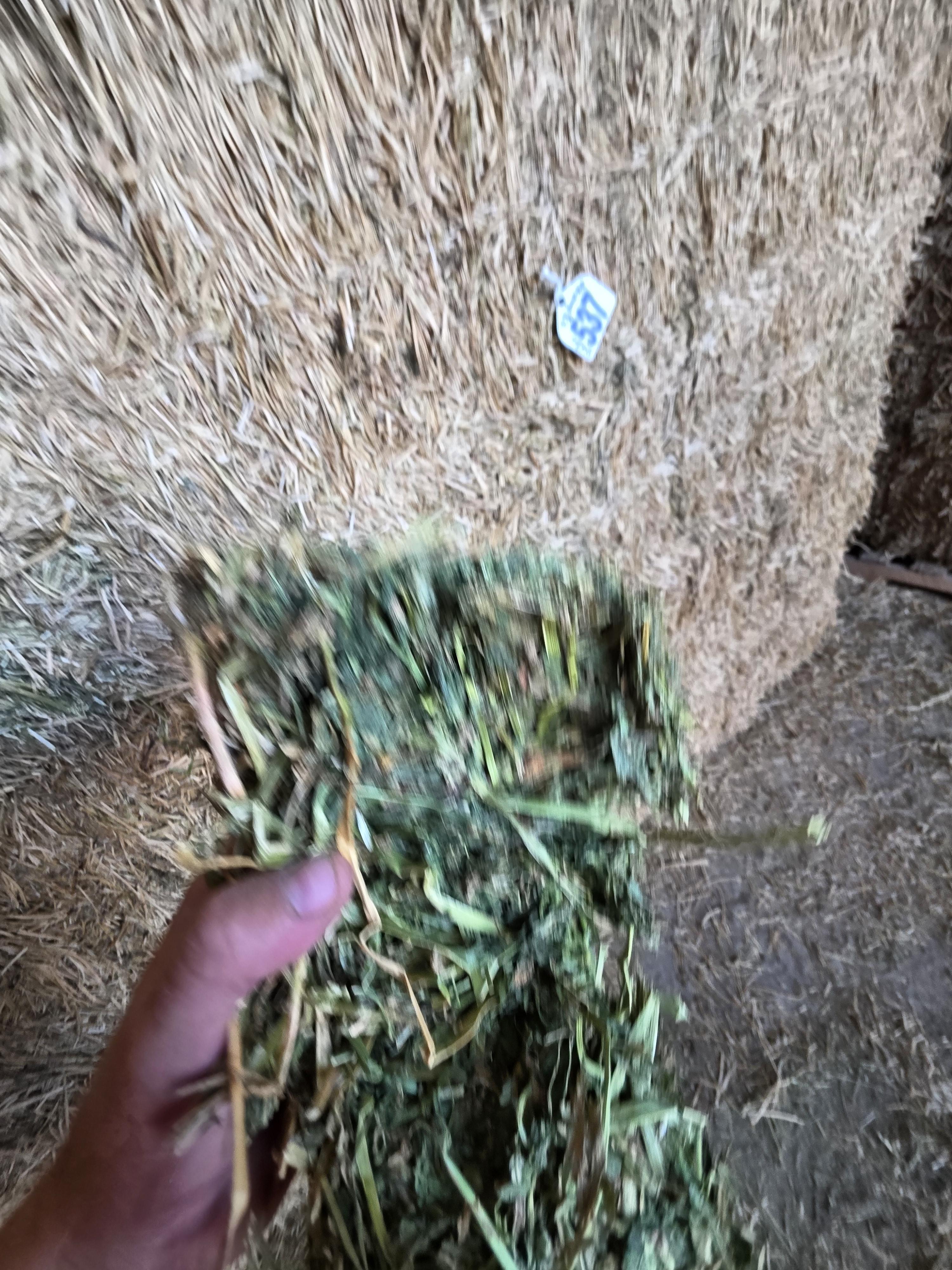 537 3 x 4 Large Squares Alfalfa – Image 3