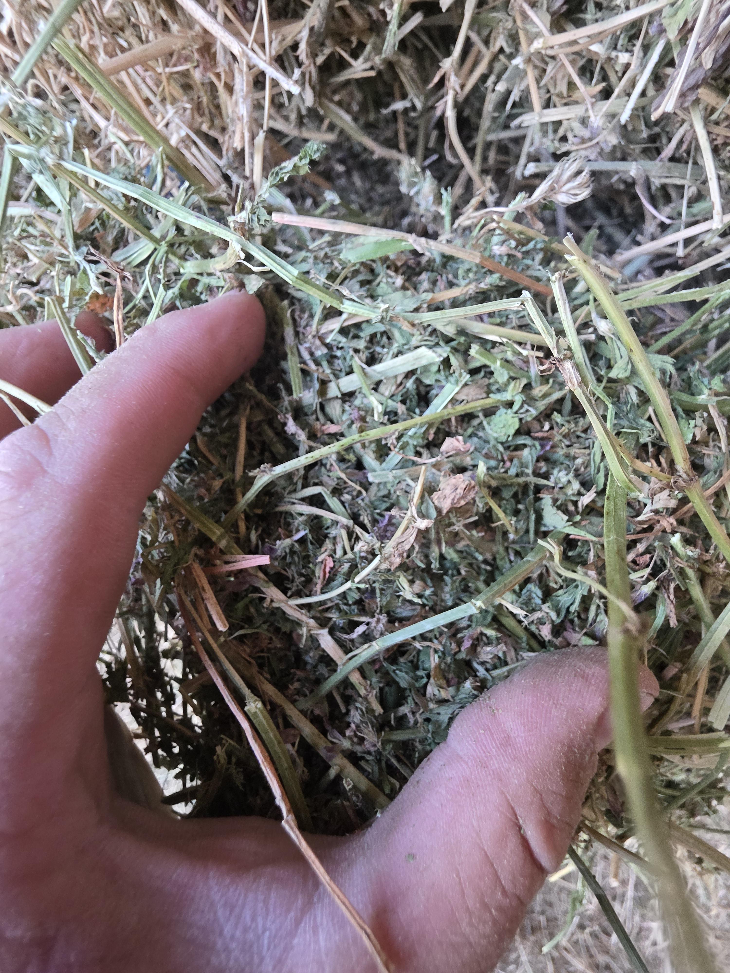 539 Large Square Alfalfa Bales – Image 6