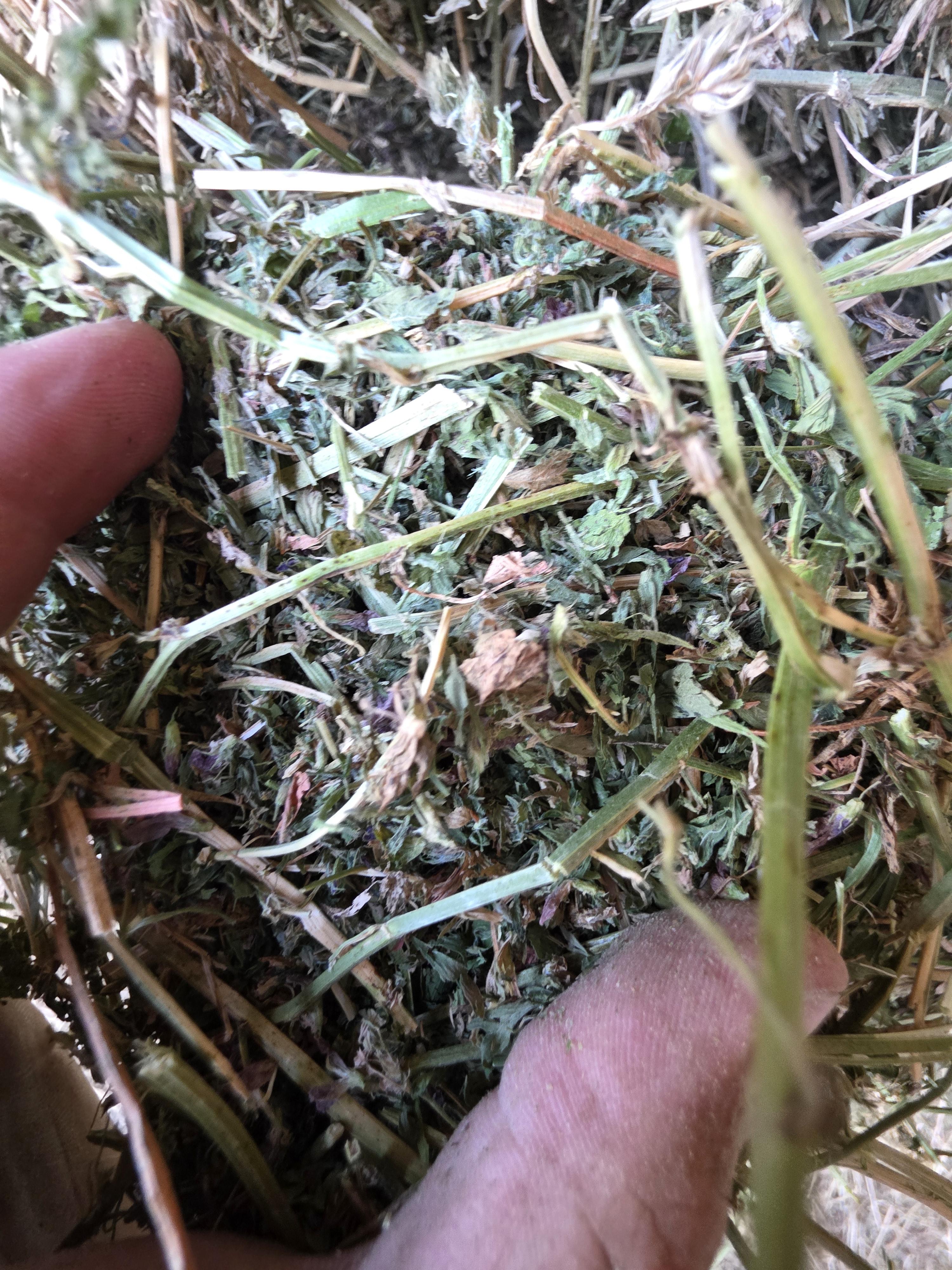 539 Large Square Alfalfa Bales – Image 3