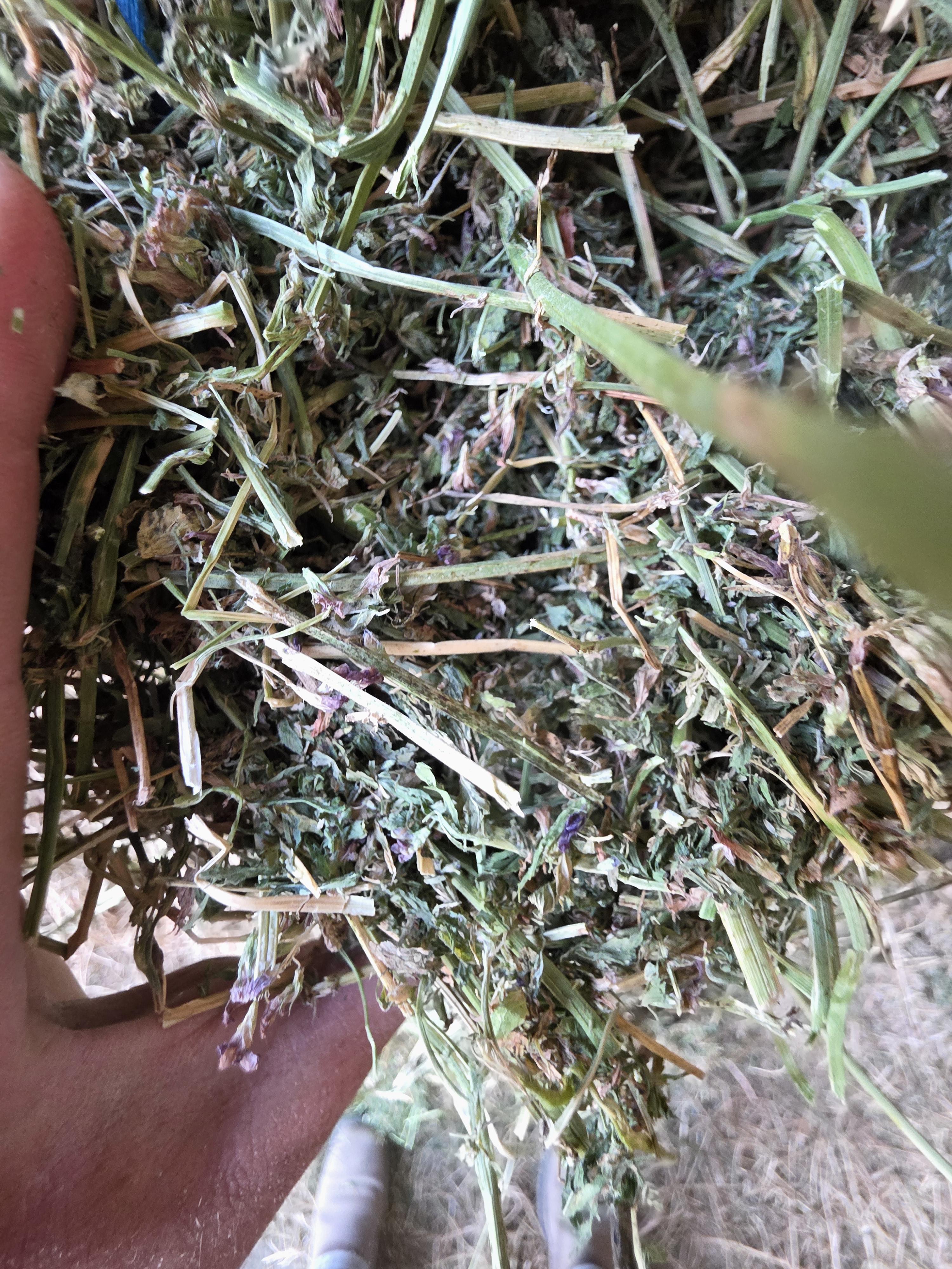 539 Large Square Alfalfa Bales – Image 5