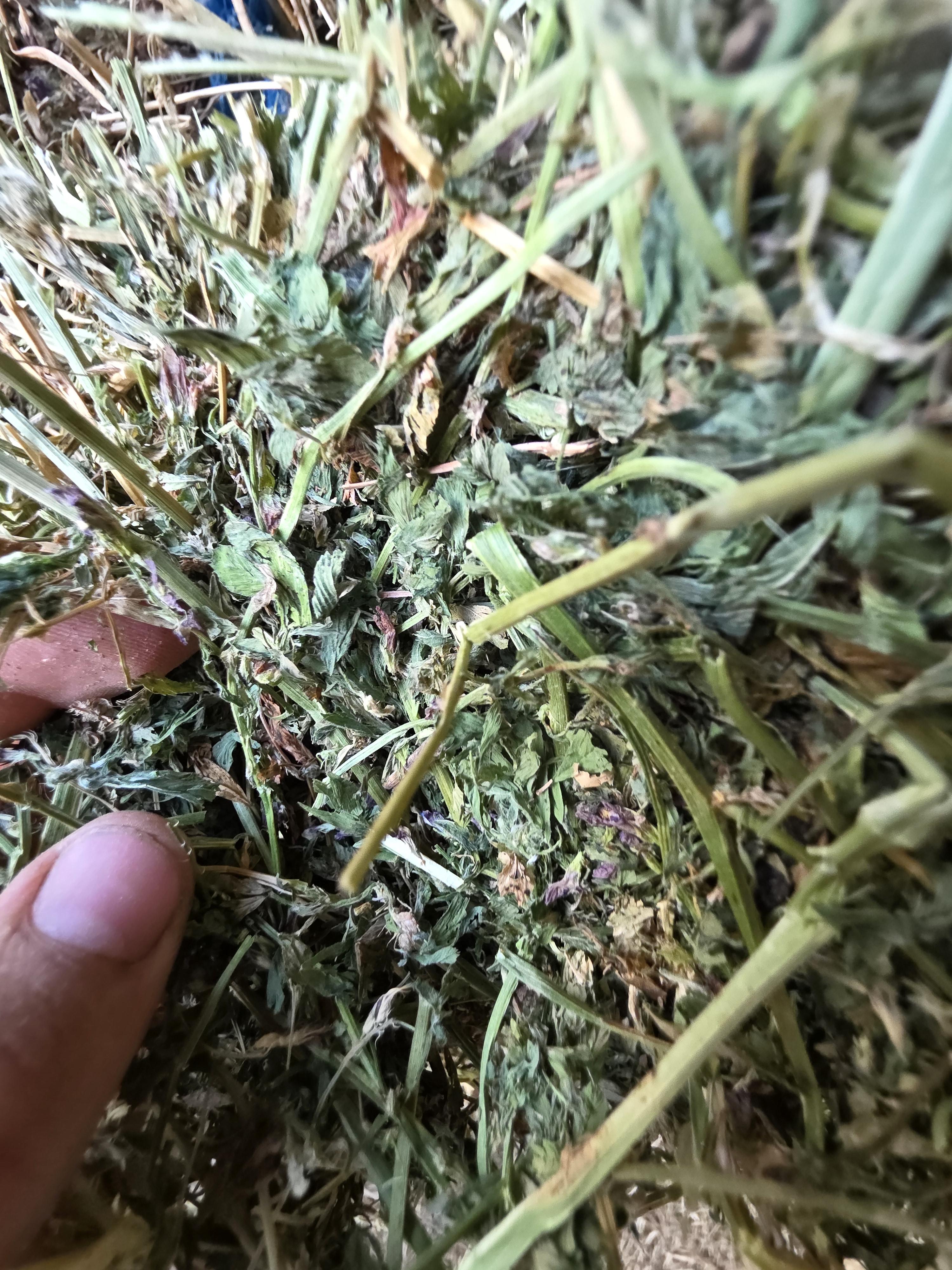 539 Large Square Alfalfa Bales – Image 7