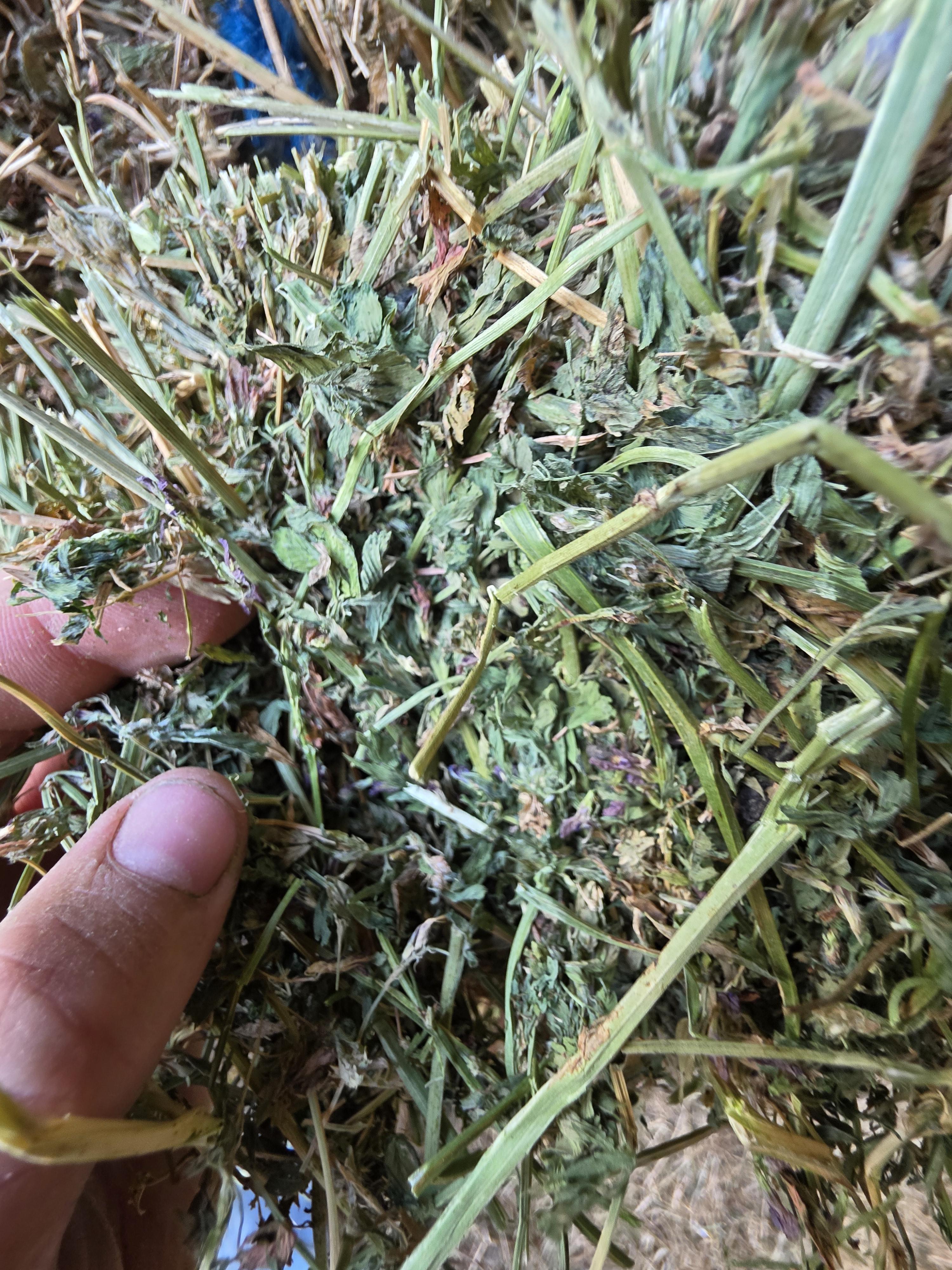 539 Large Square Alfalfa Bales – Image 4