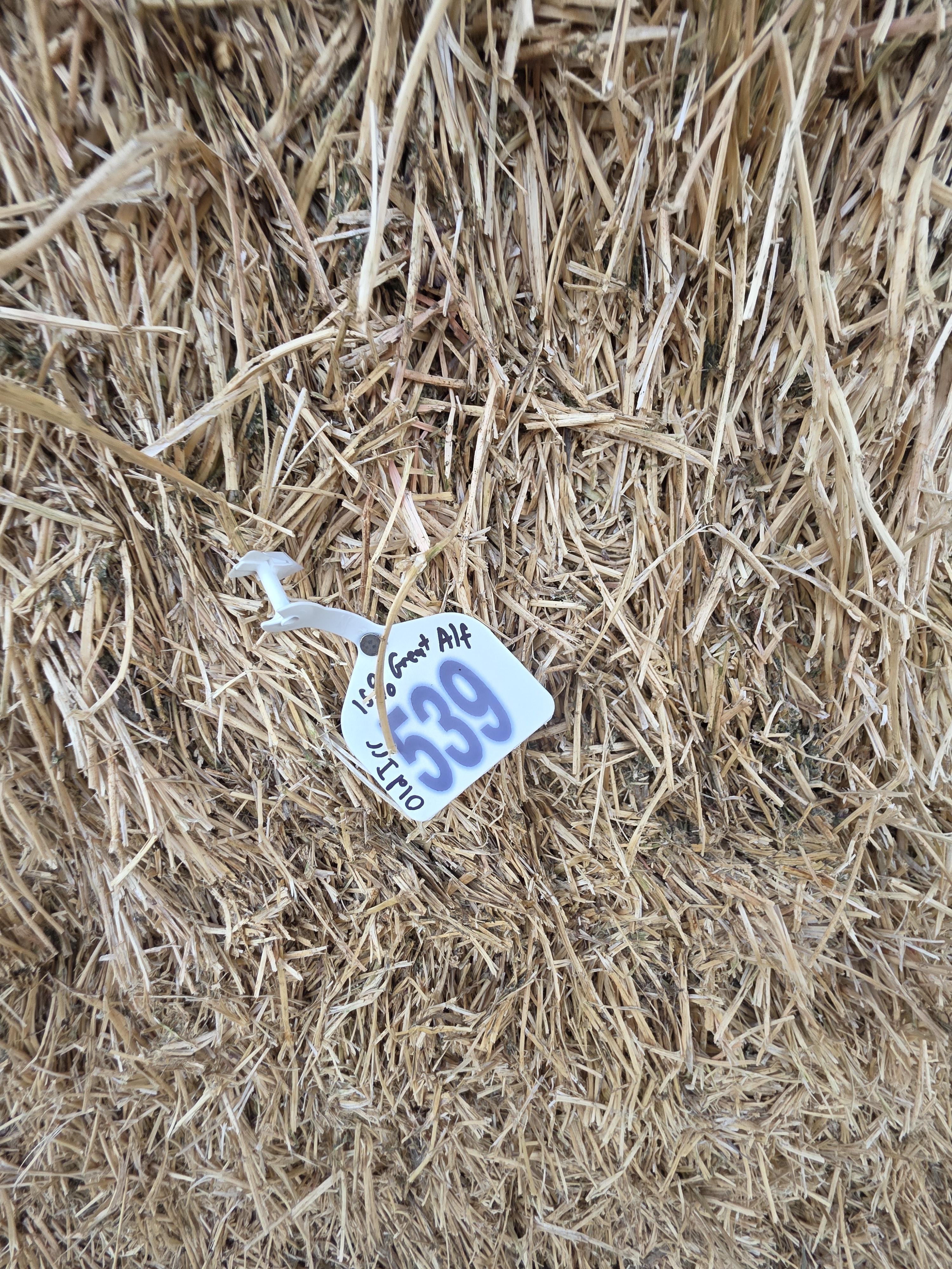 539 Large Square Alfalfa Bales – Image 2