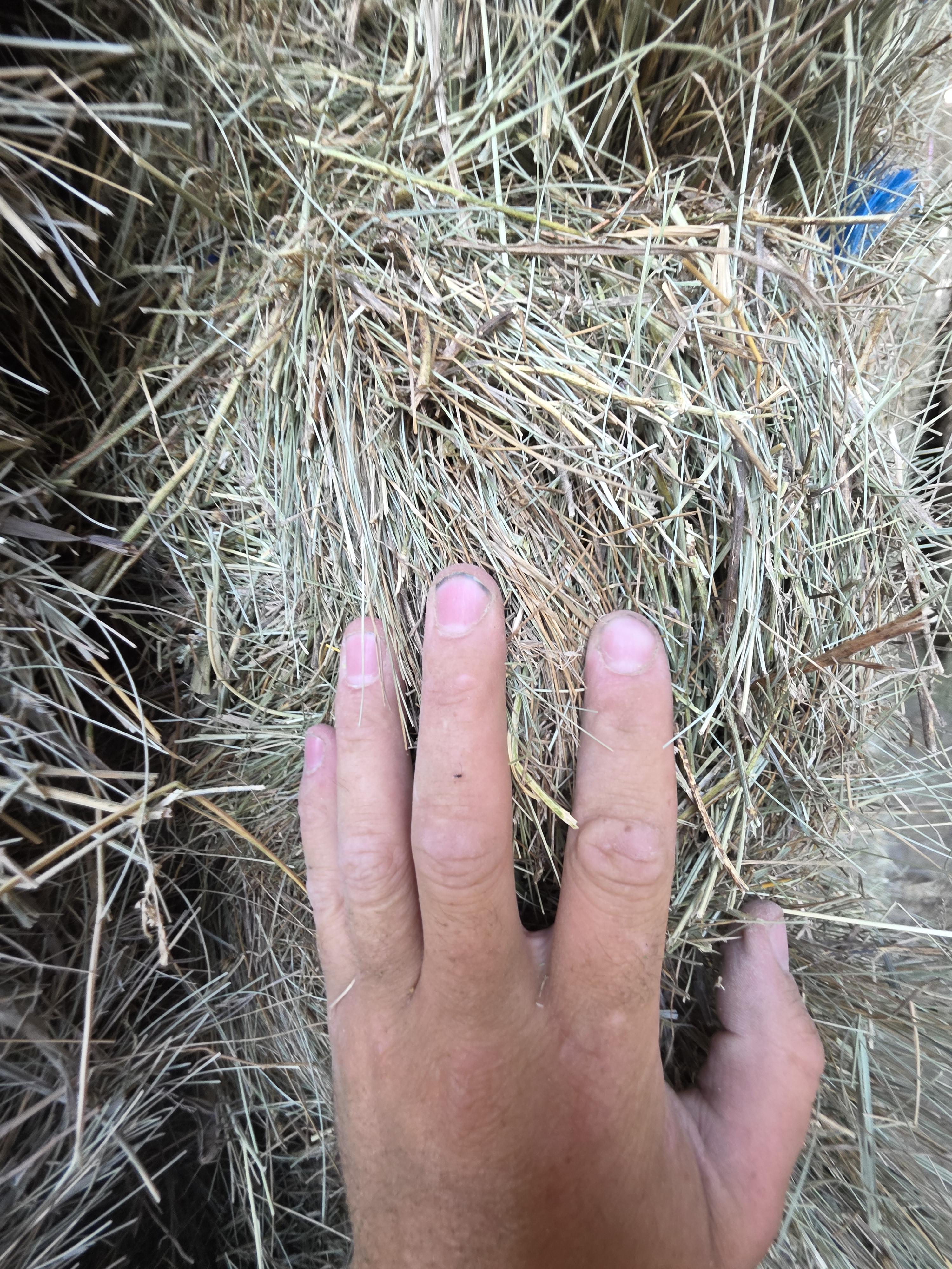 214/548 Small Square Grass Bundles – Image 4