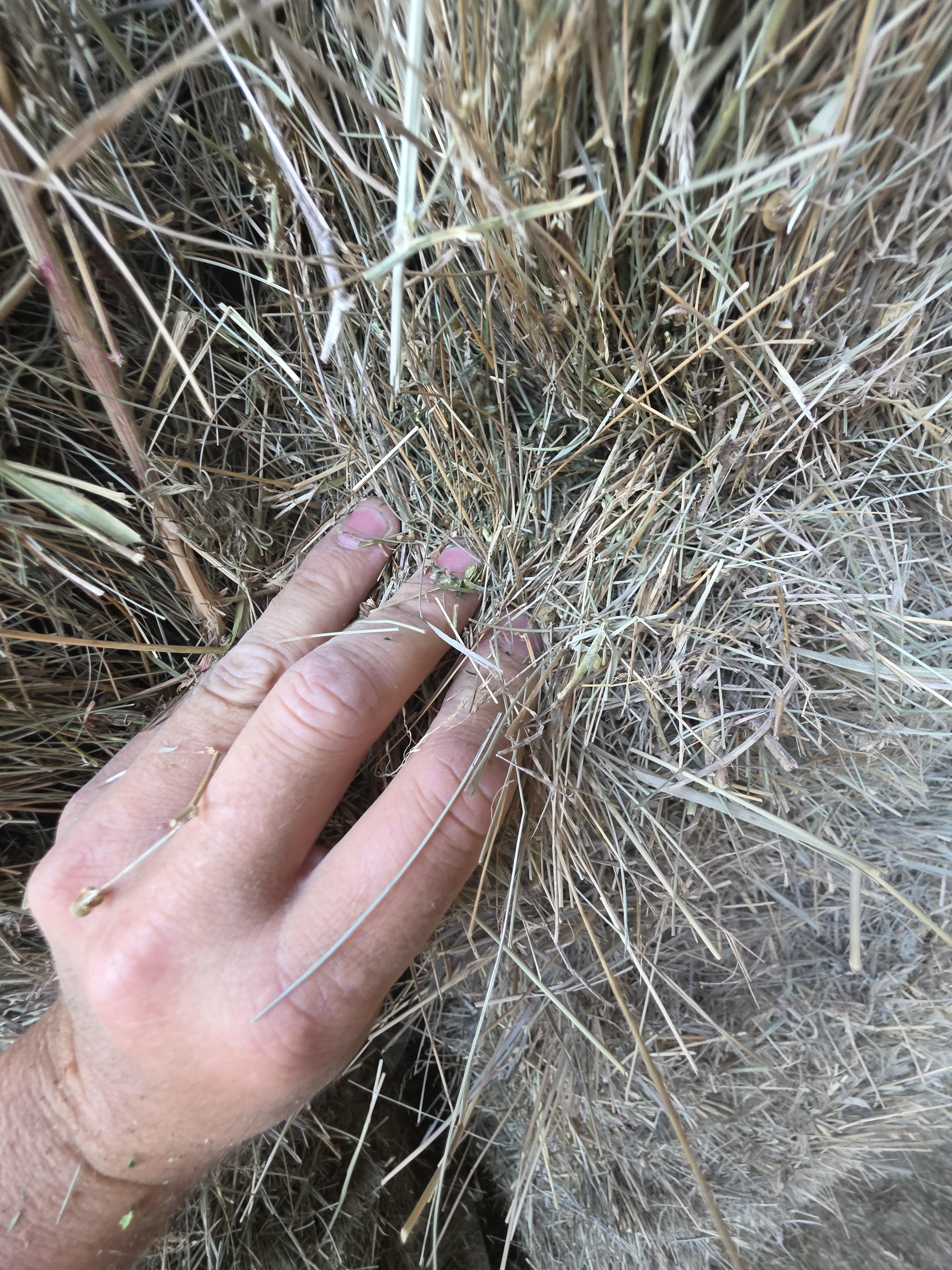 214/548 Small Square Grass Bundles – Image 6