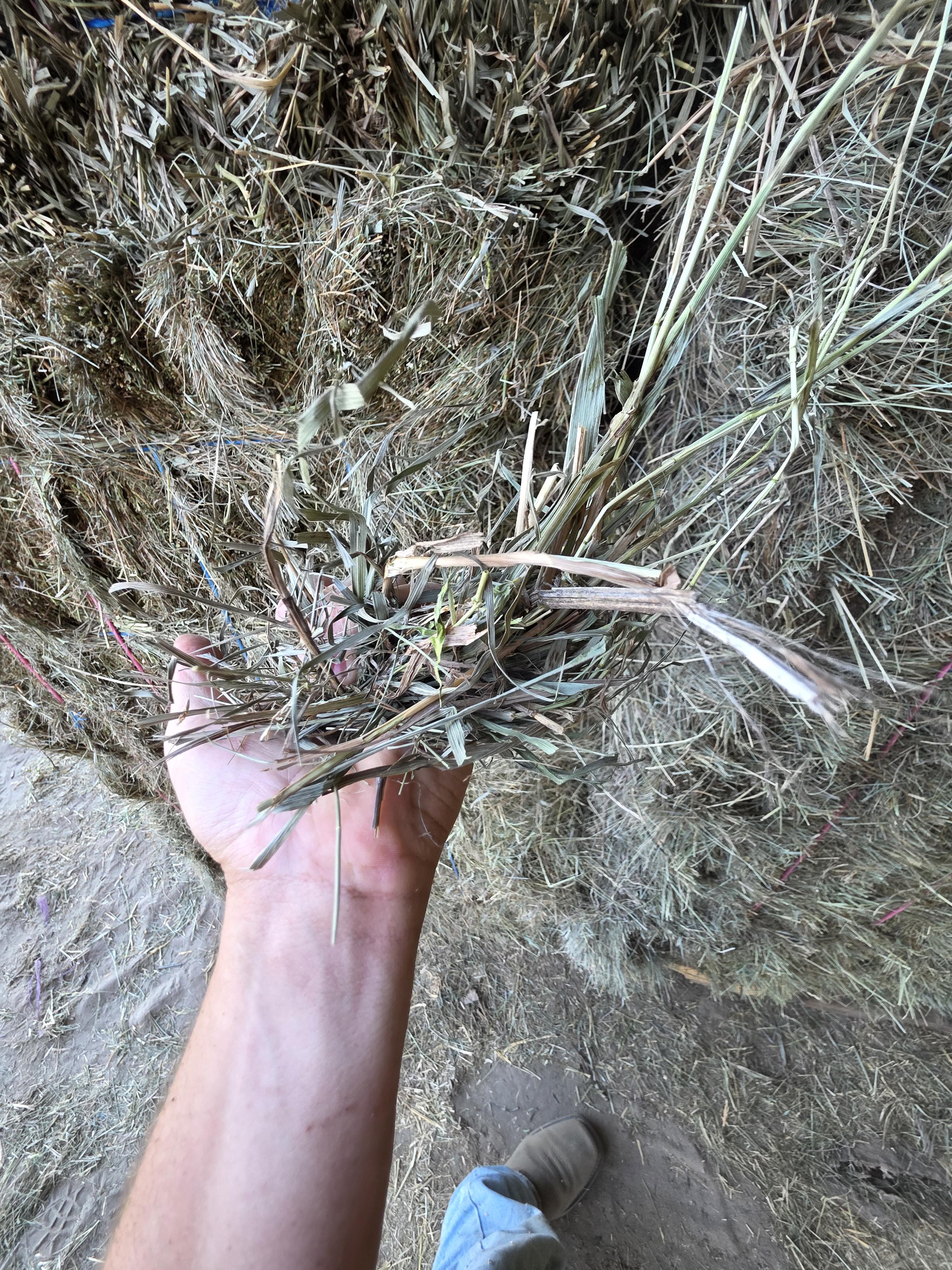 214/548 Small Square Grass Bundles – Image 3