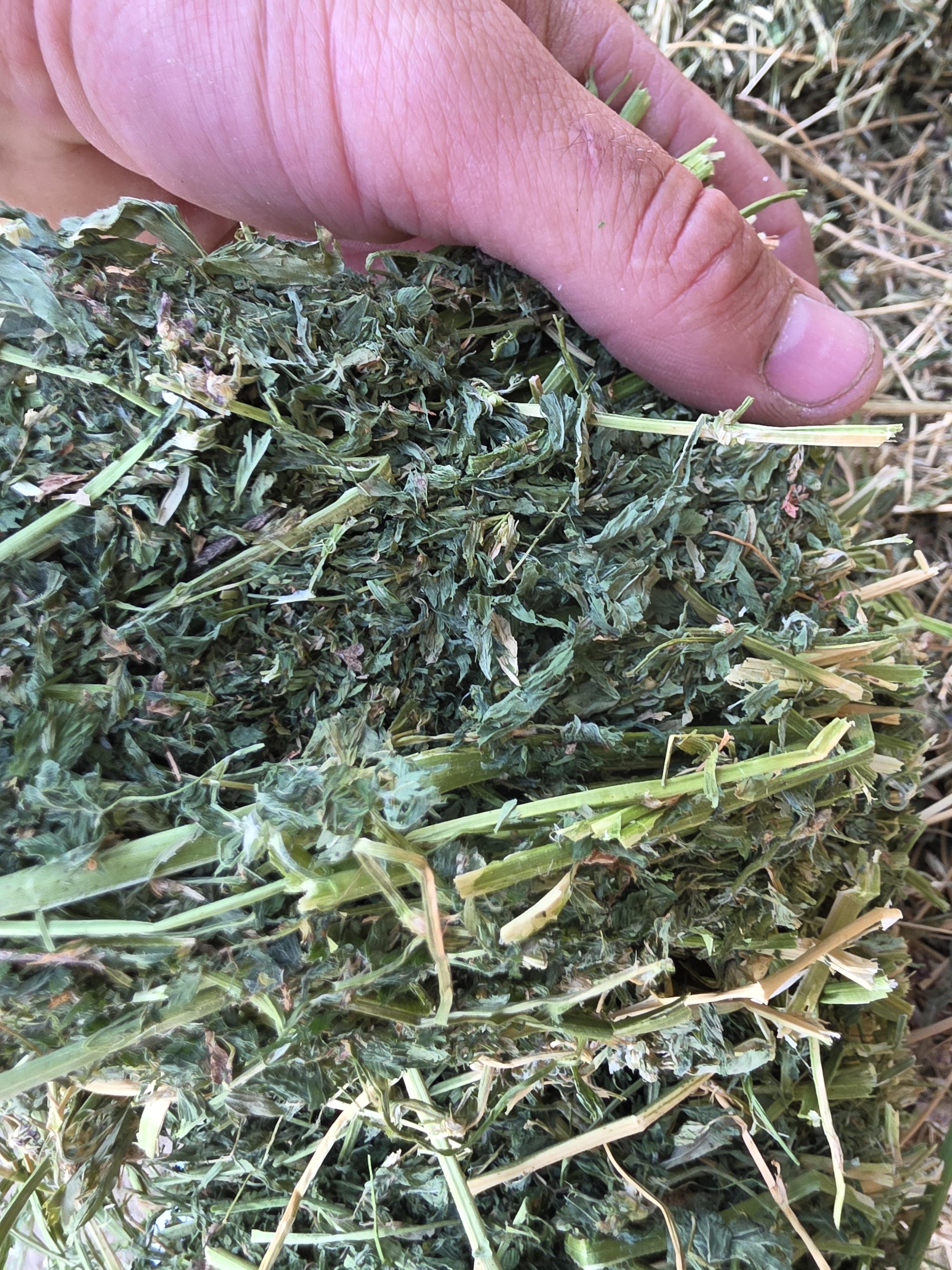 477/563 Large Square Alfalfa – Image 8