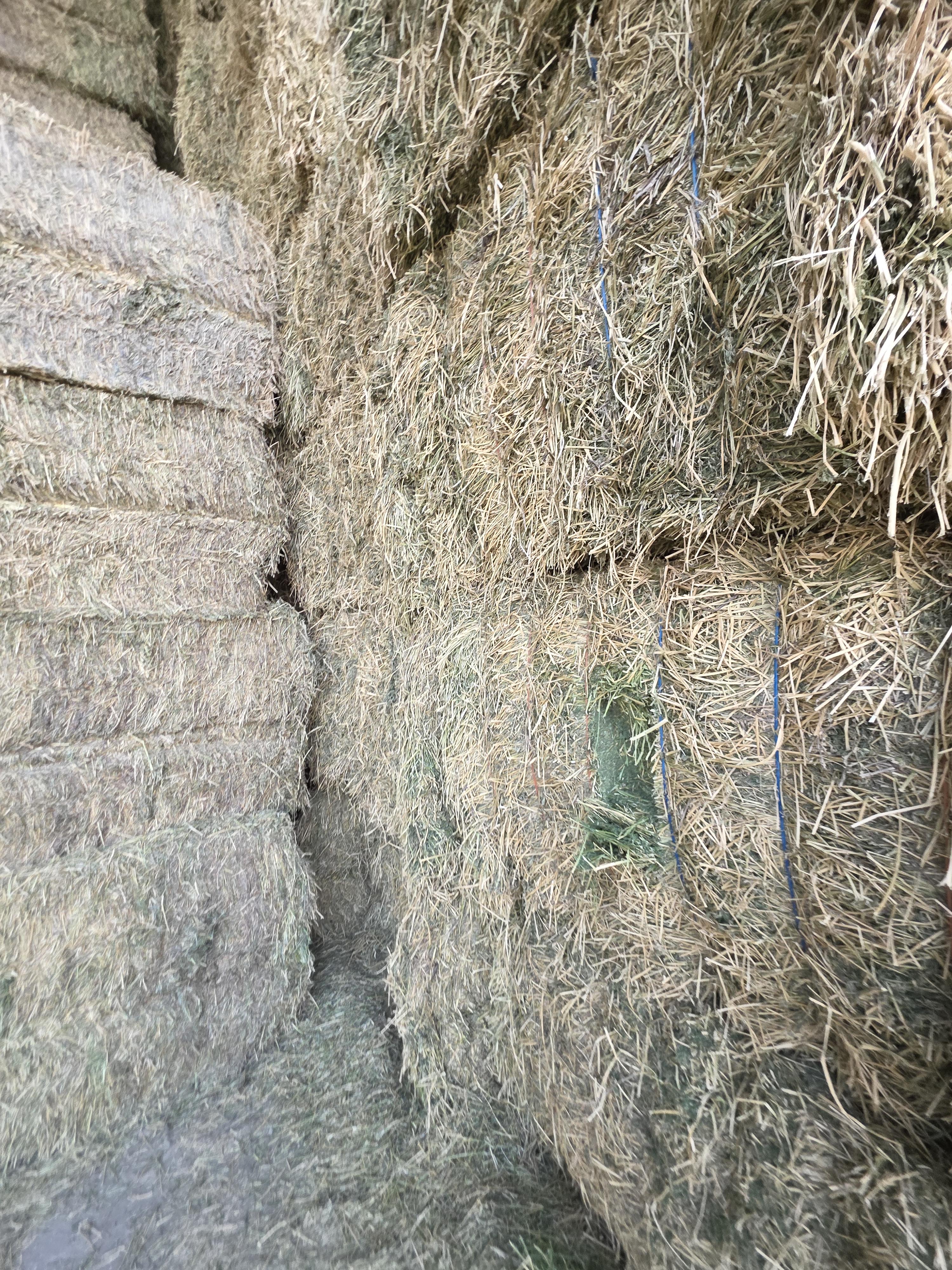 477/563 Large Square Alfalfa – Image 5