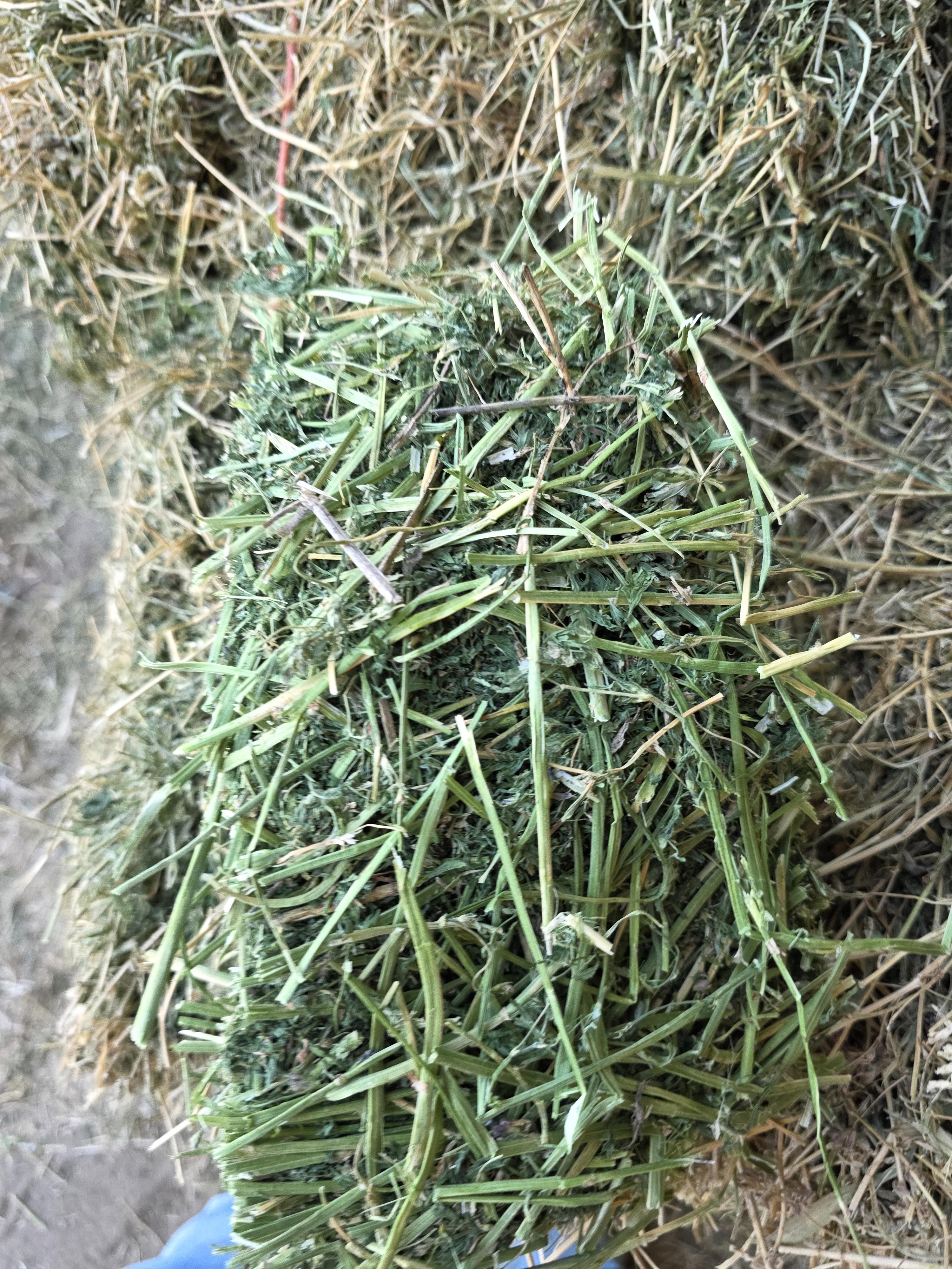 477/563 Large Square Alfalfa – Image 2