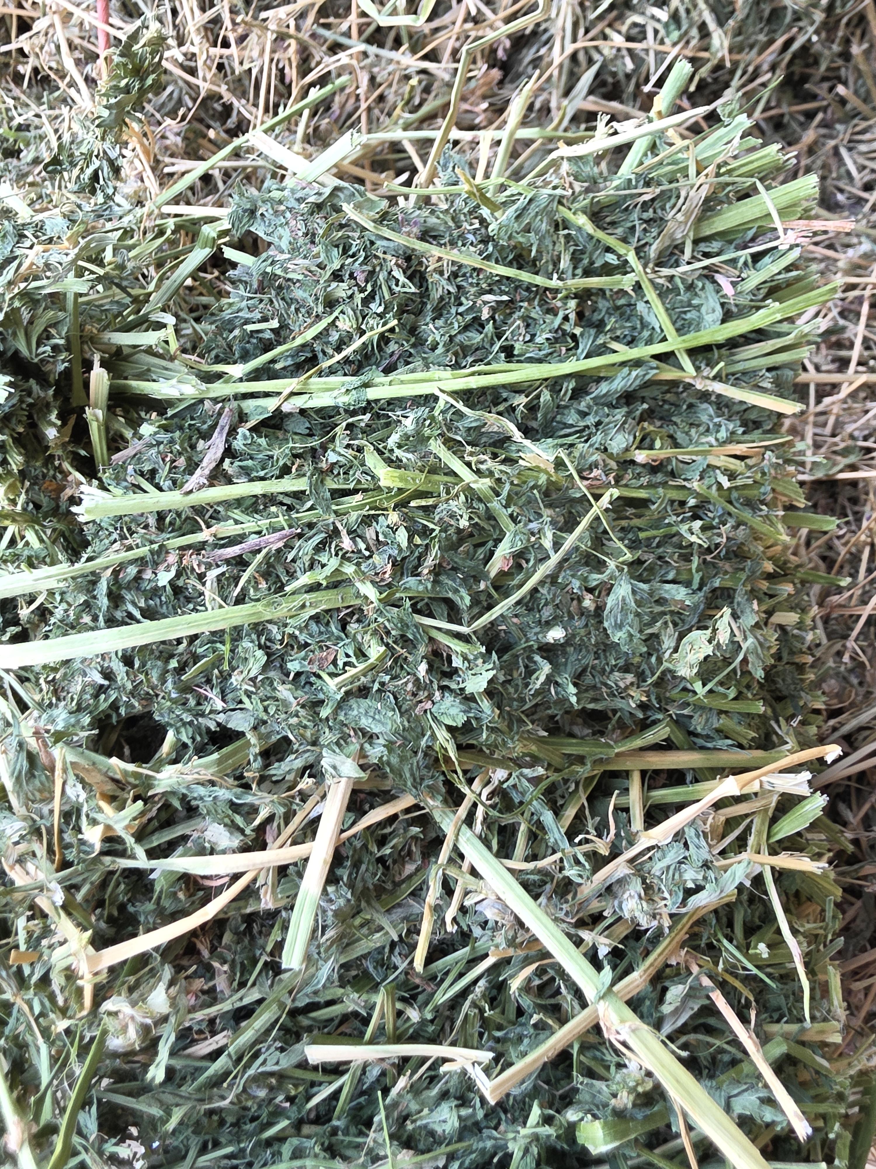 477/563 Large Square Alfalfa – Image 3