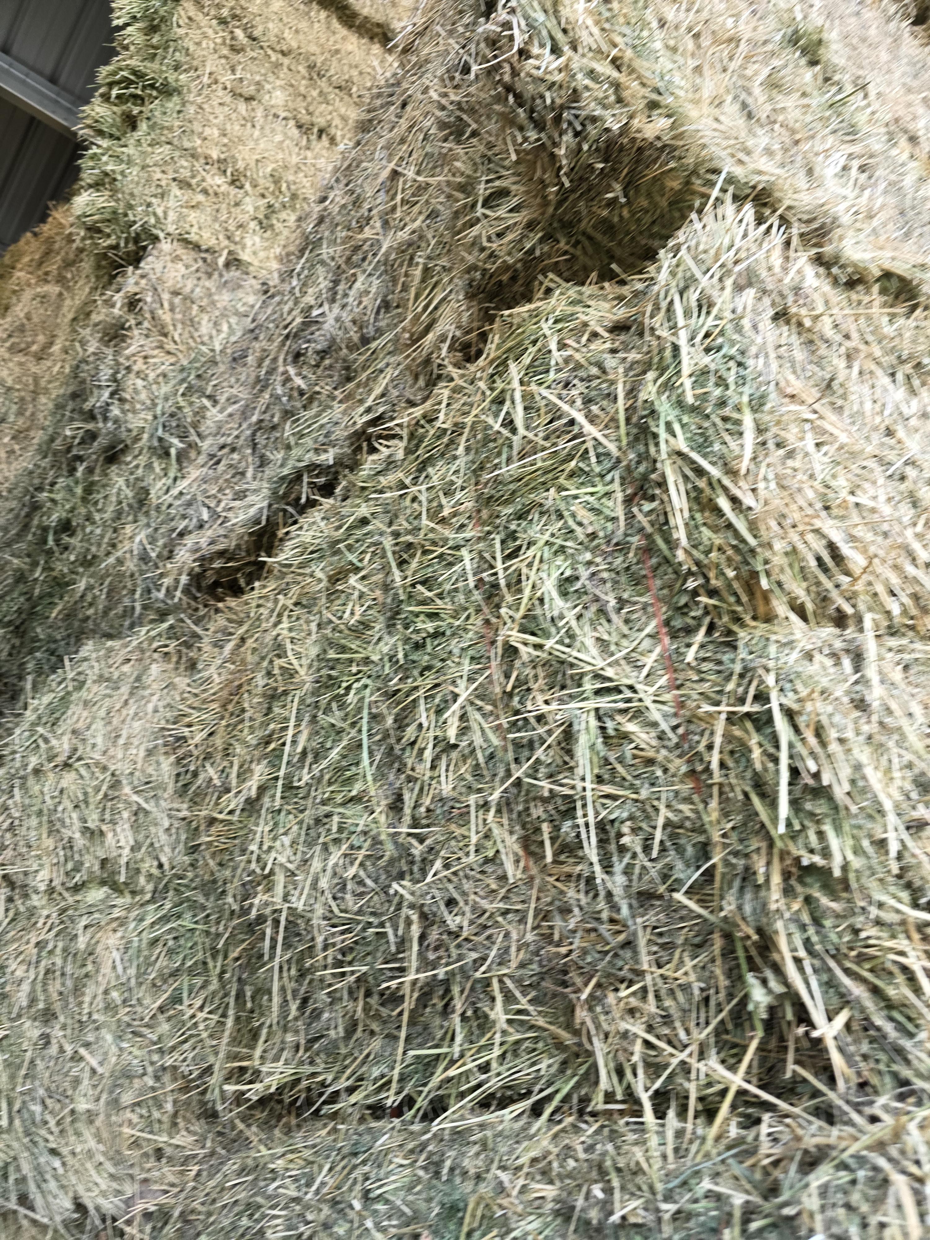 549 Large Square Horse Quality Alfalfa – Image 2