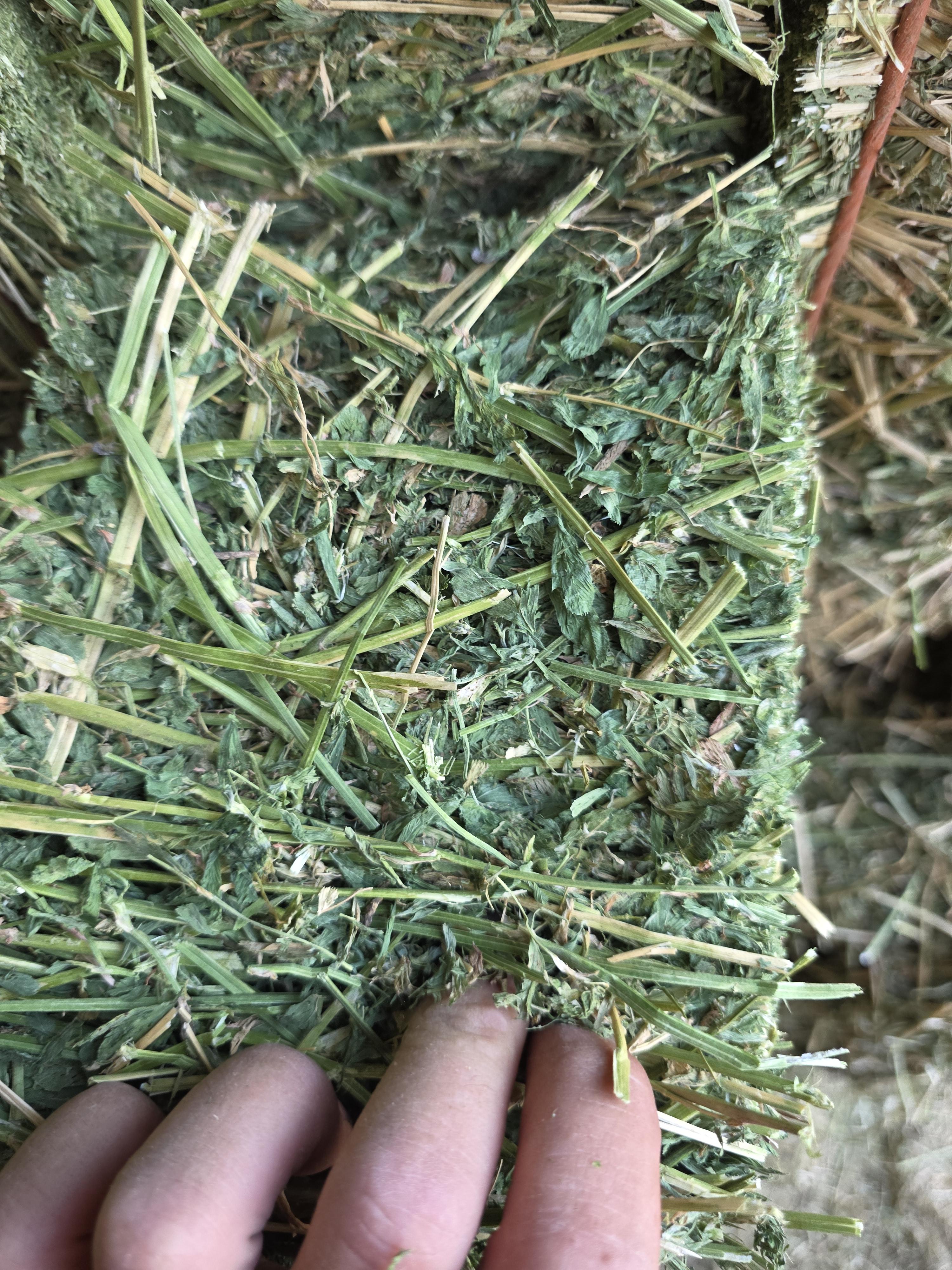 549 Large Square Horse Quality Alfalfa – Image 3