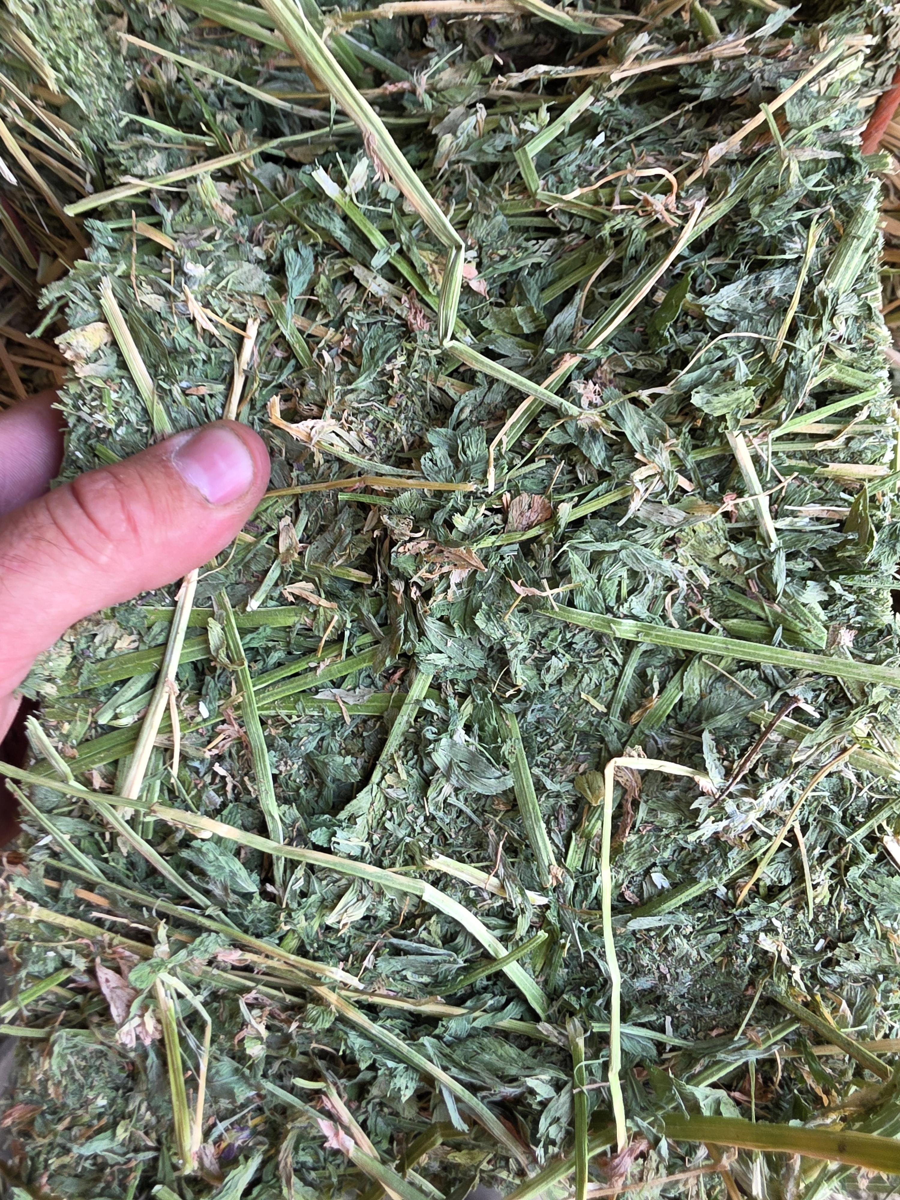549 Large Square Horse Quality Alfalfa – Image 4