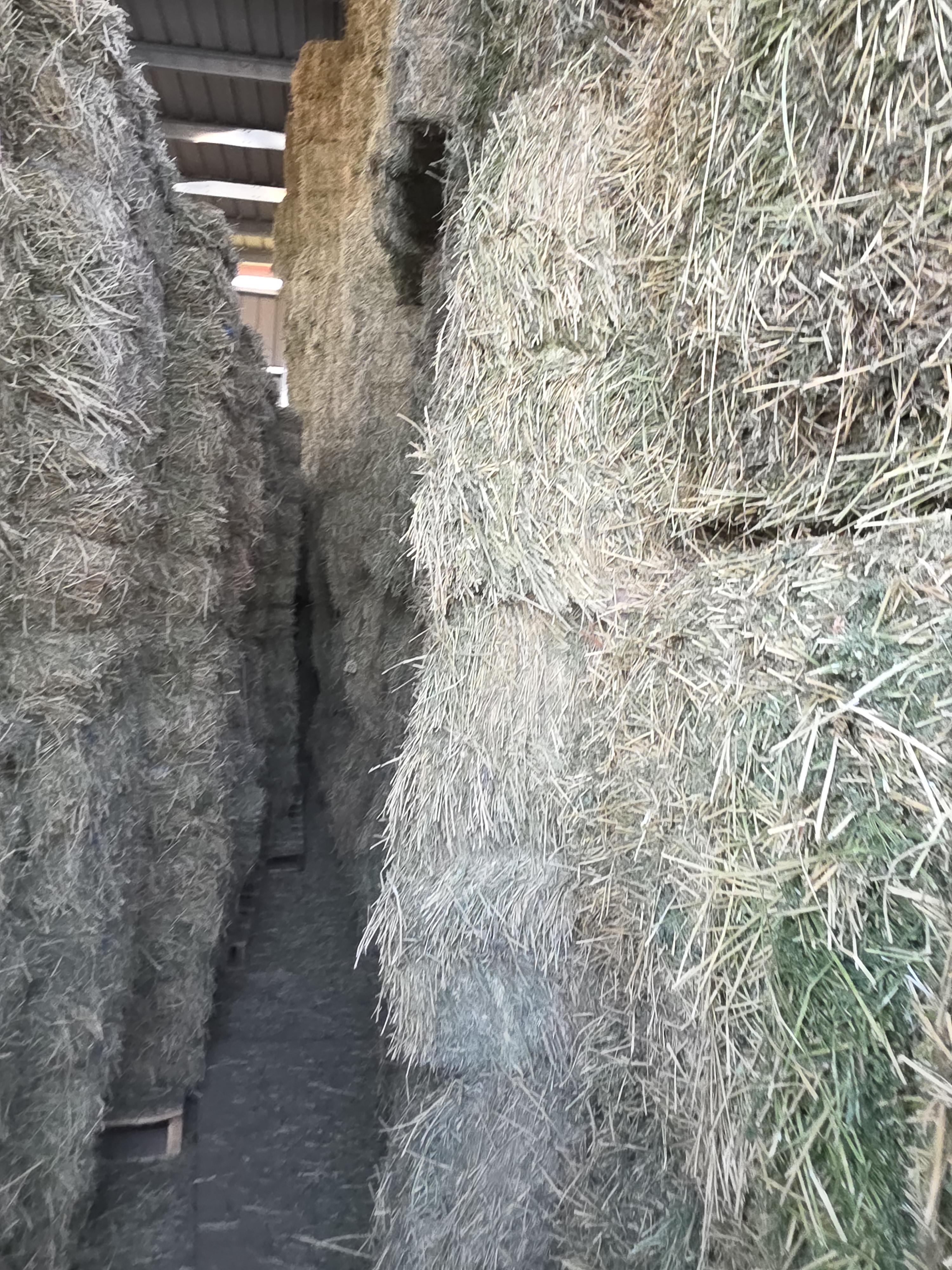 549 Large Square Horse Quality Alfalfa – Image 6