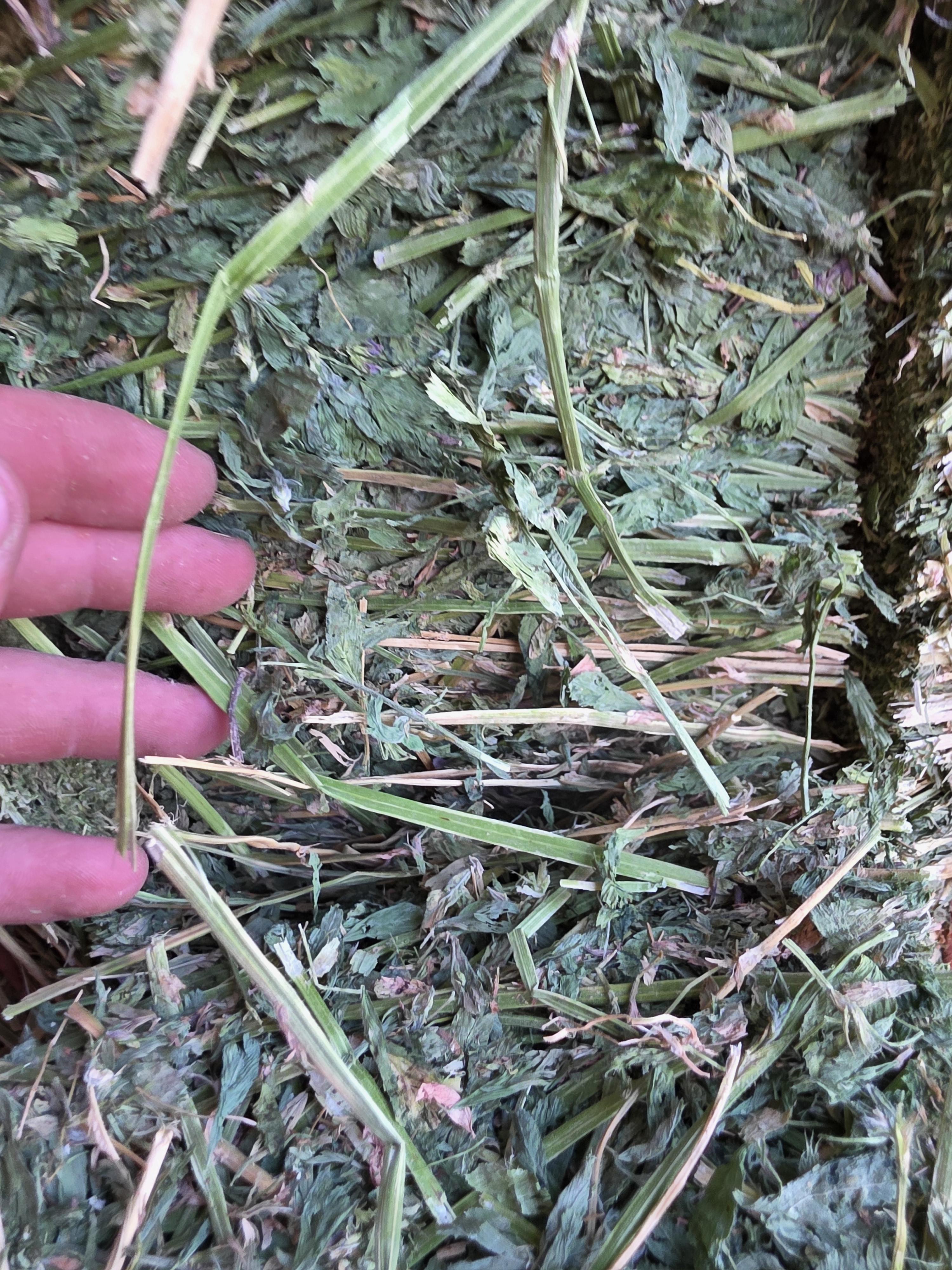 549 Large Square Horse Quality Alfalfa – Image 7