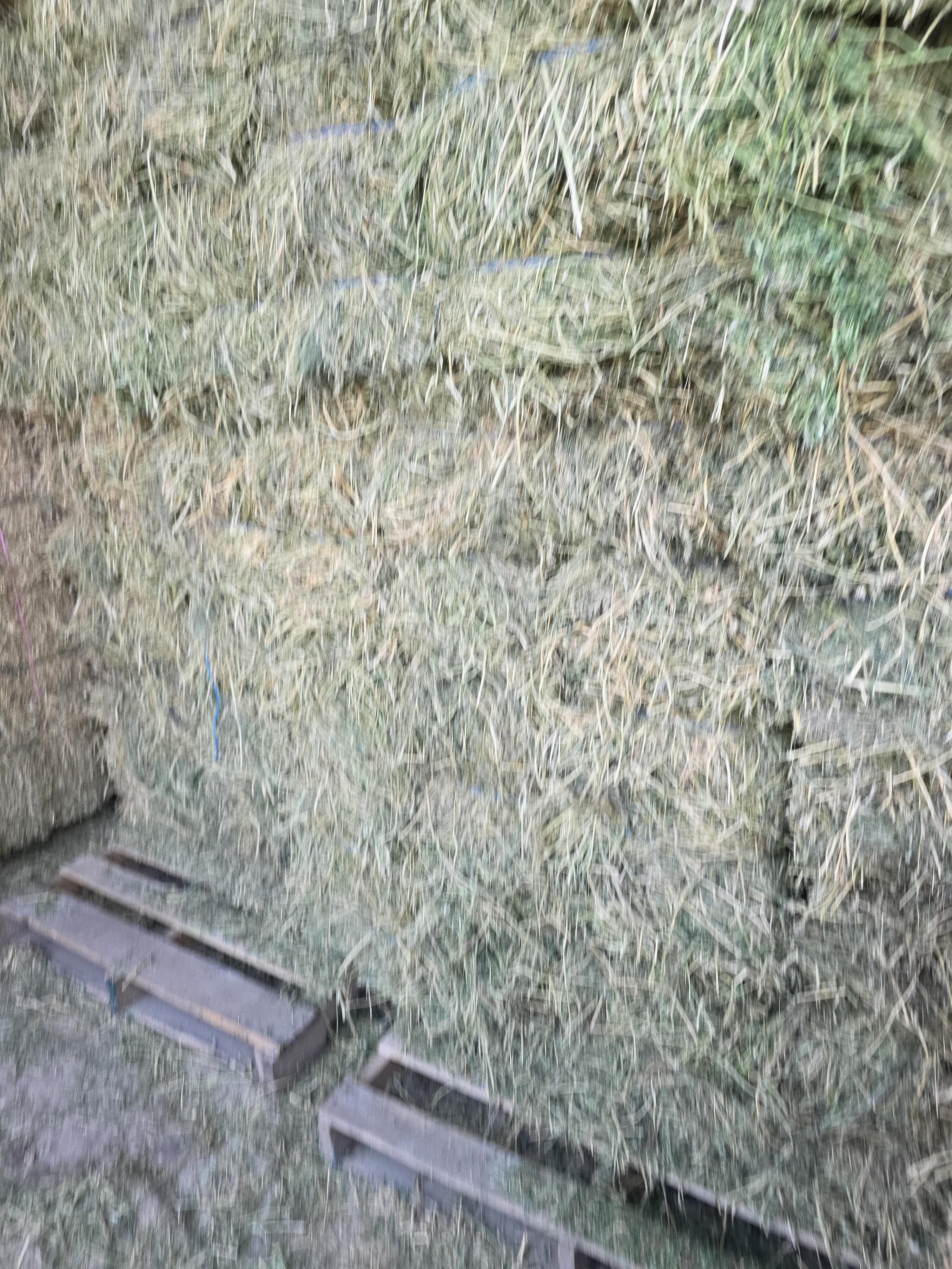 538 Small Square Bale Alfalfa Bundles – Image 3