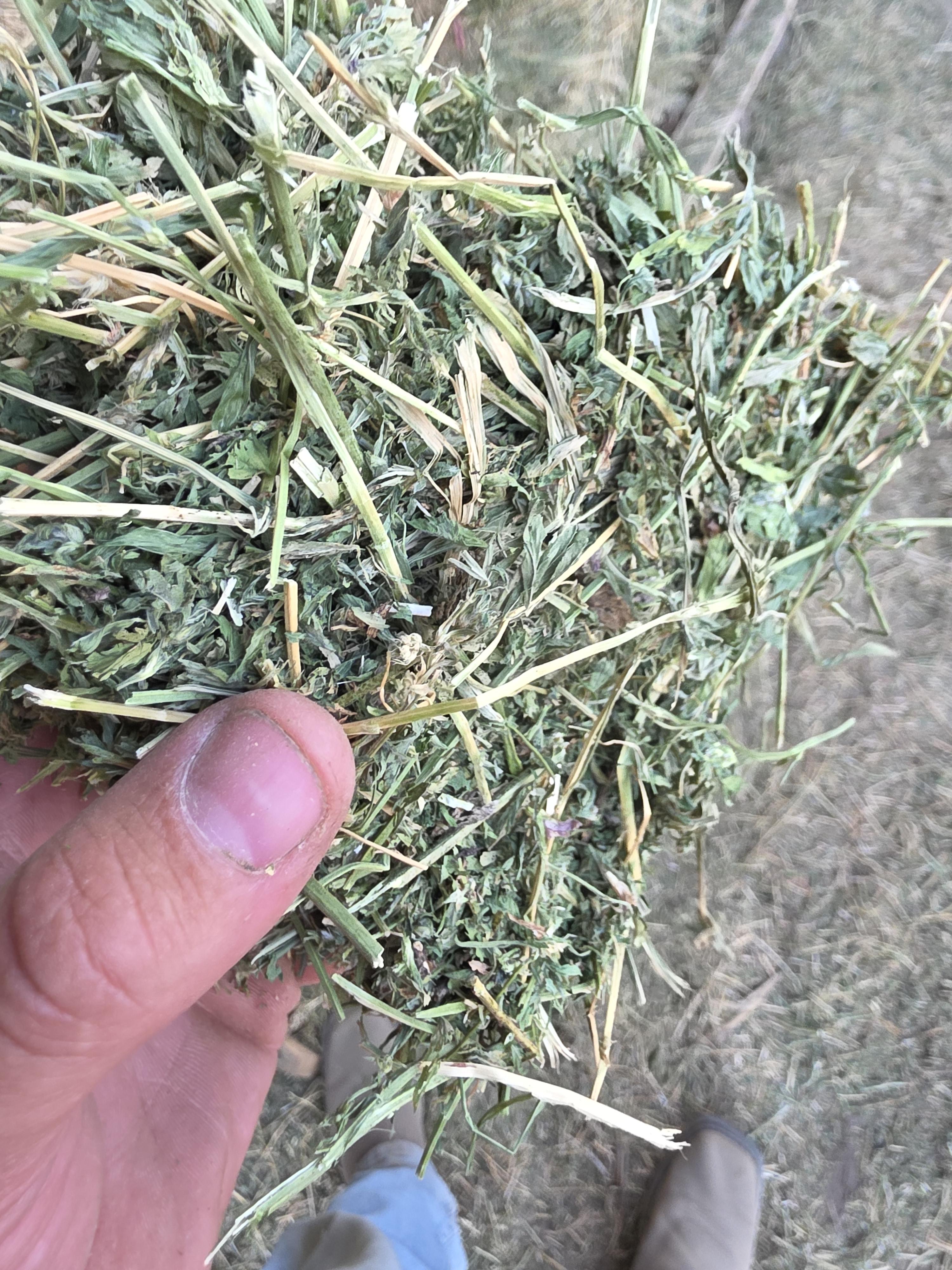 538 Small Square Bale Alfalfa Bundles – Image 2