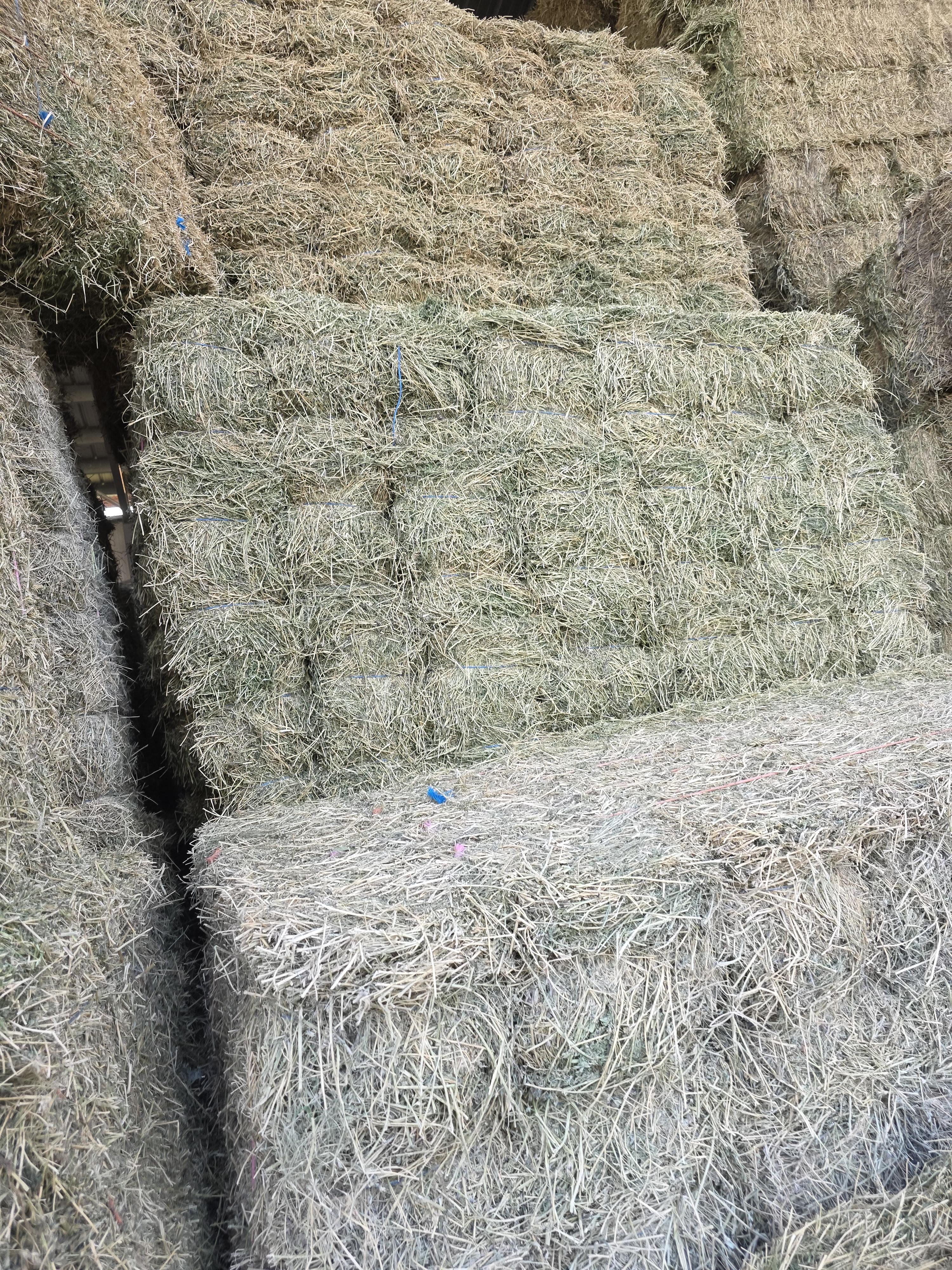 538 Small Square Bale Alfalfa Bundles – Image 5