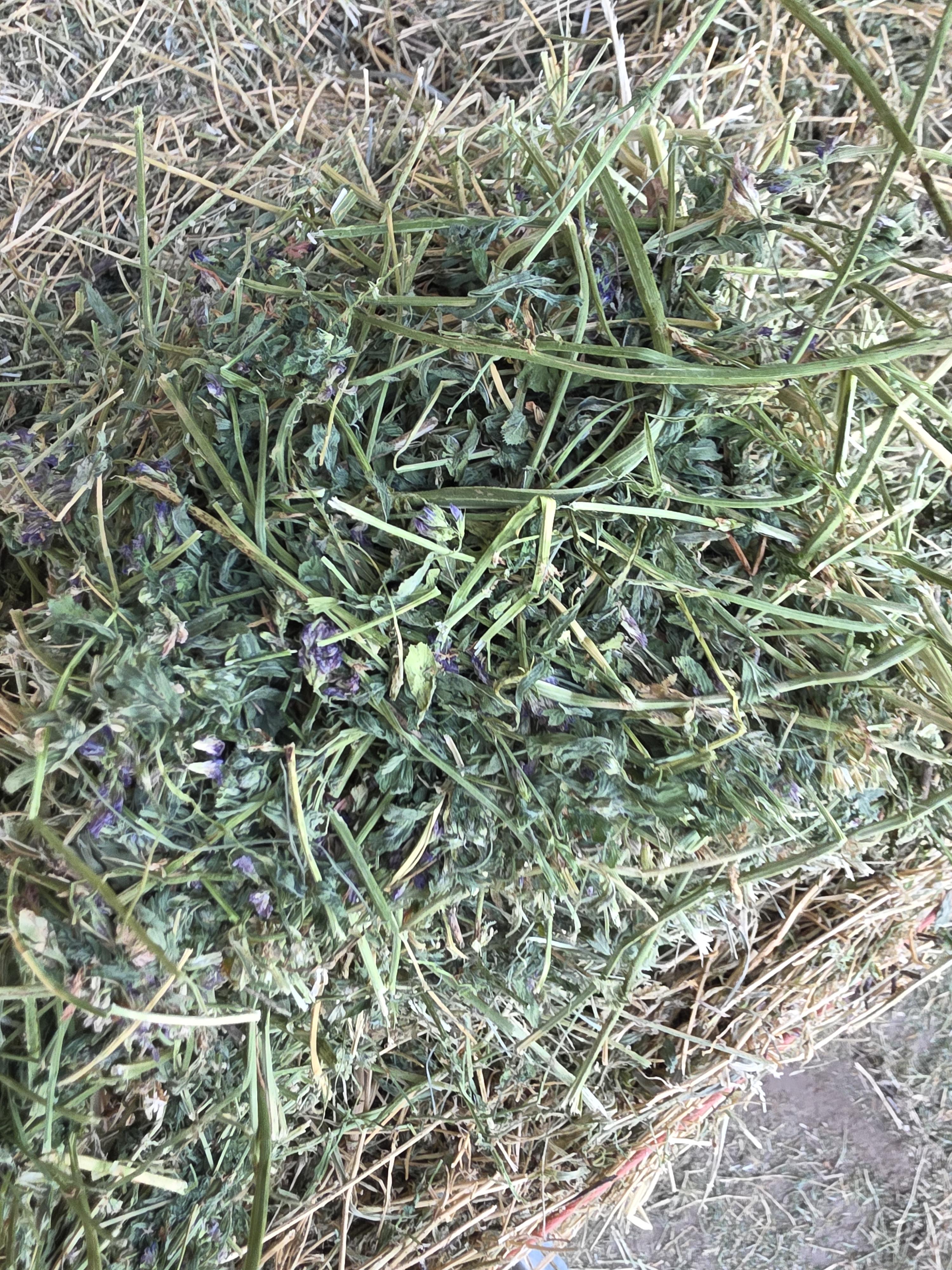 538 Small Square Bale Alfalfa Bundles – Image 6