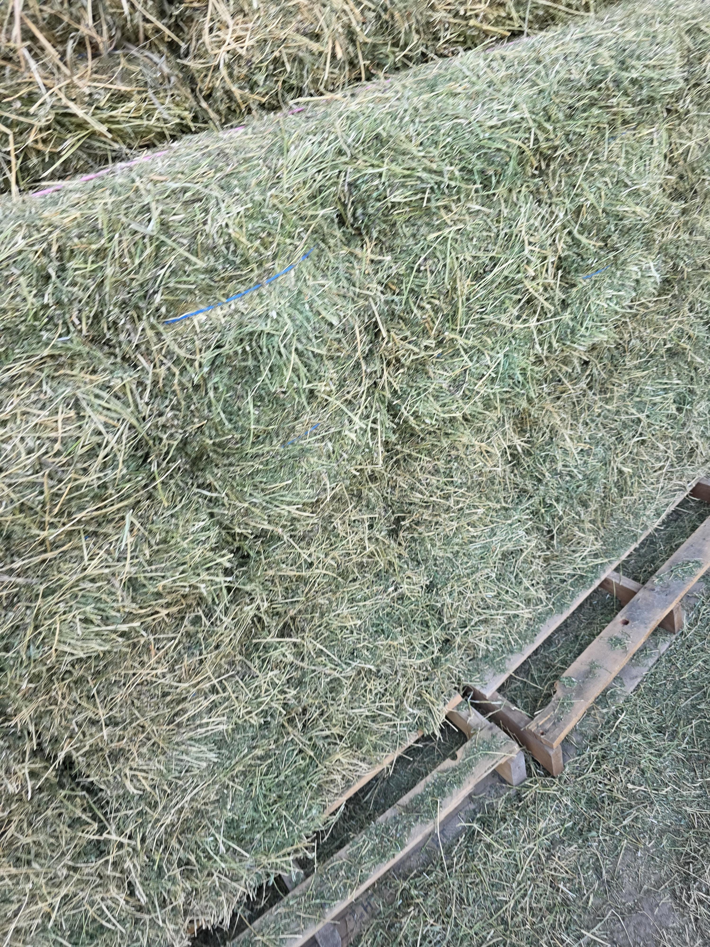 538 Small Square Bale Alfalfa Bundles – Image 9