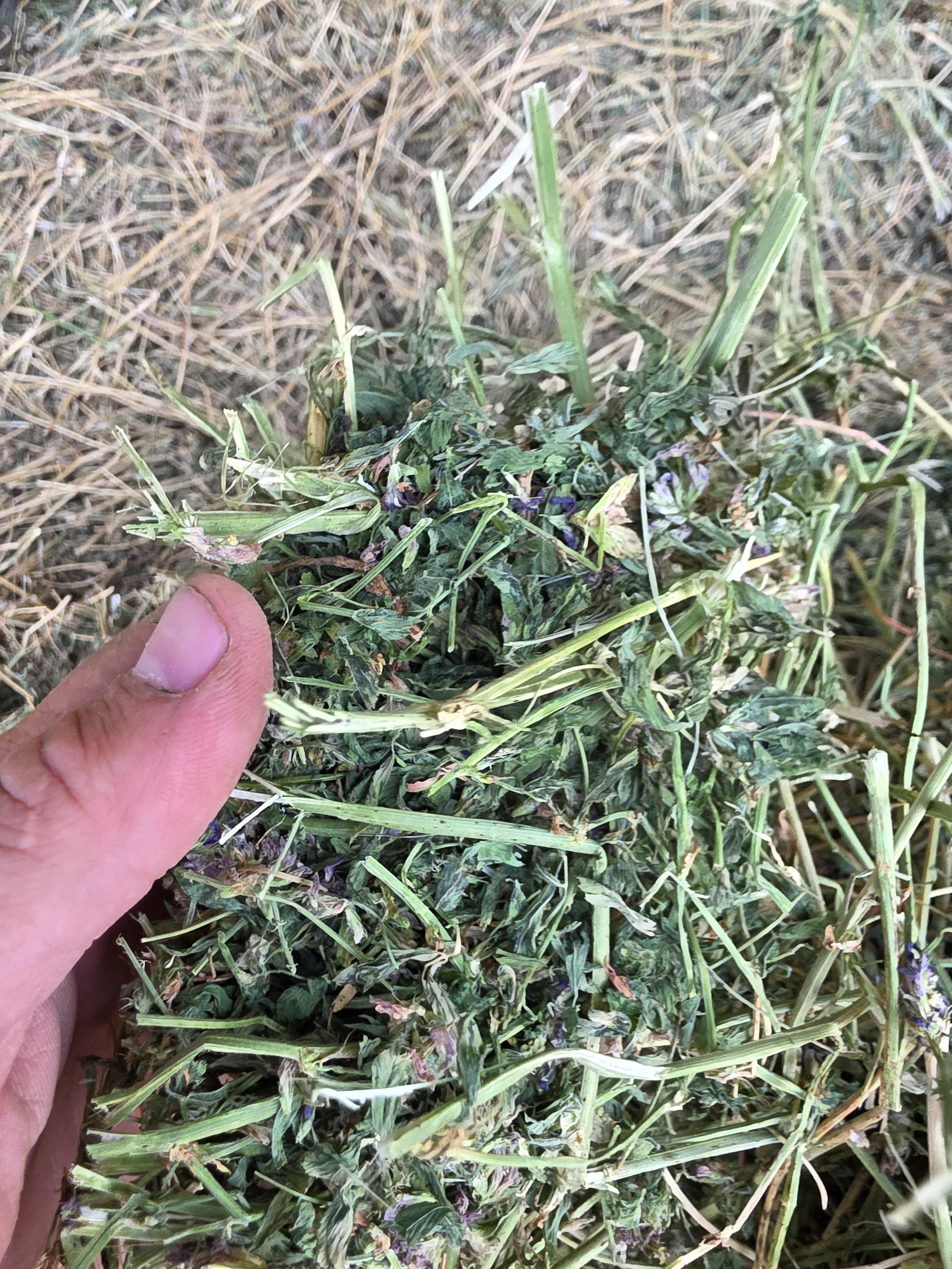 538 Small Square Bale Alfalfa Bundles – Image 7