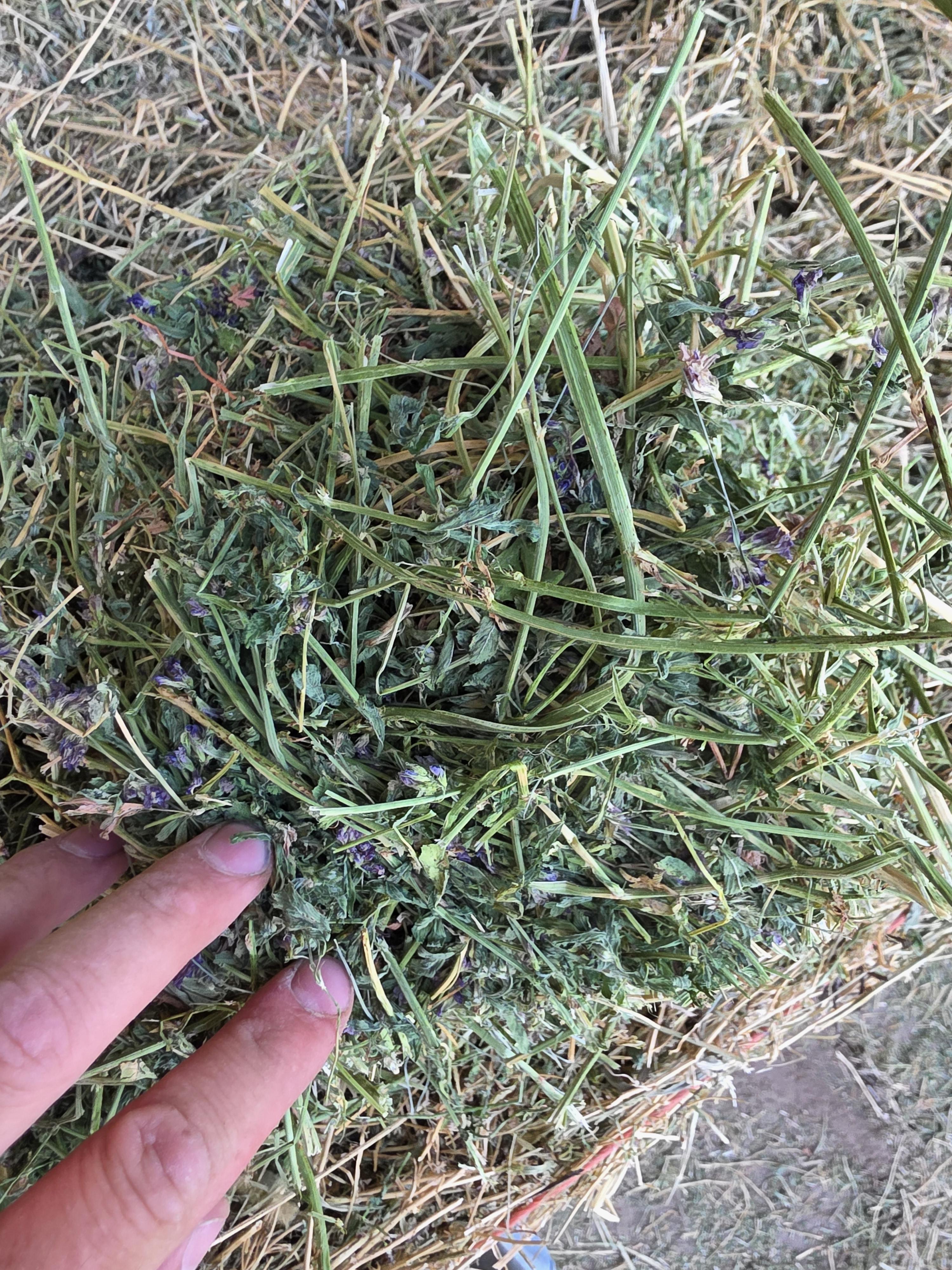 538 Small Square Bale Alfalfa Bundles – Image 8