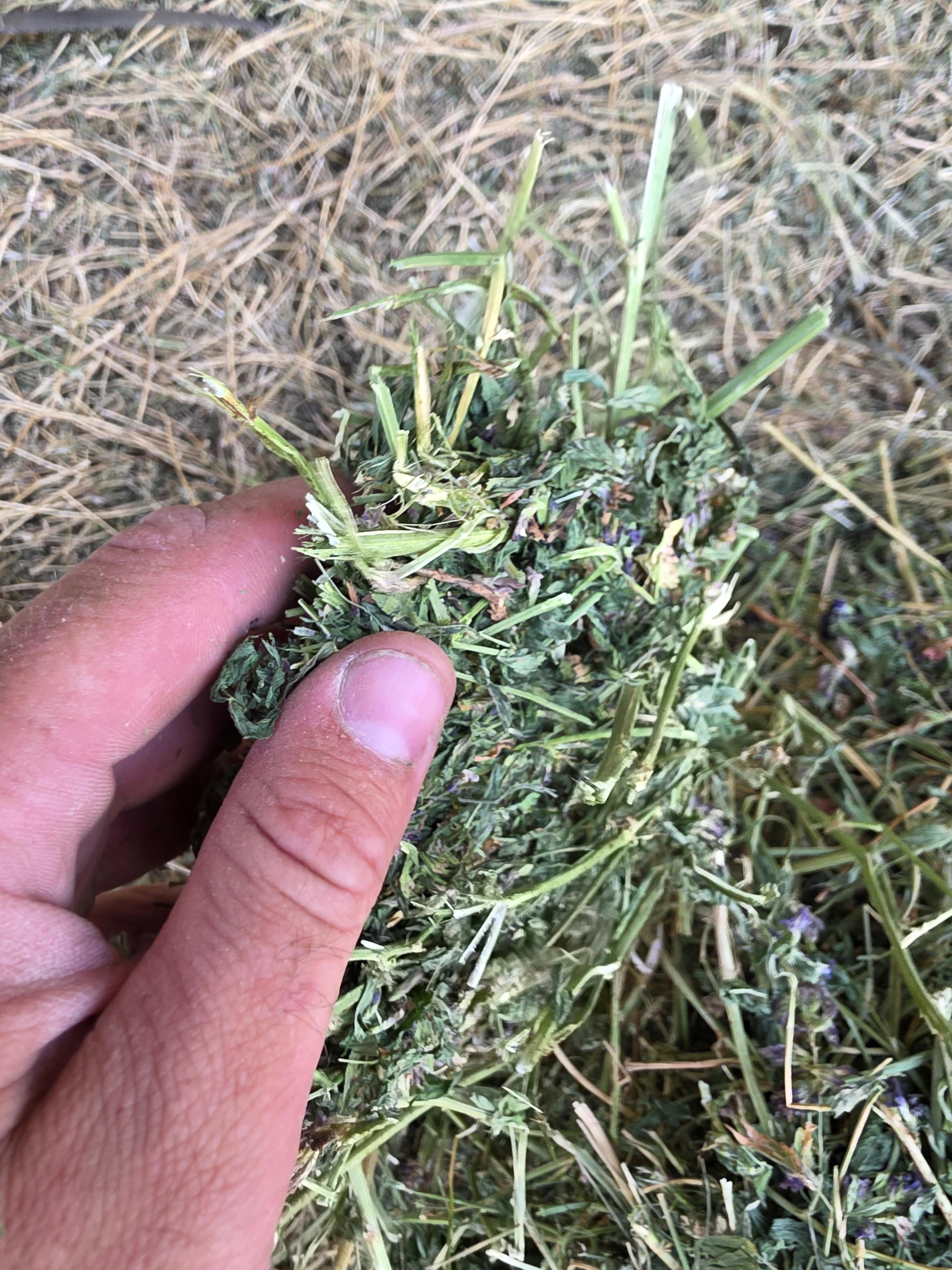 538 Small Square Bale Alfalfa Bundles – Image 10