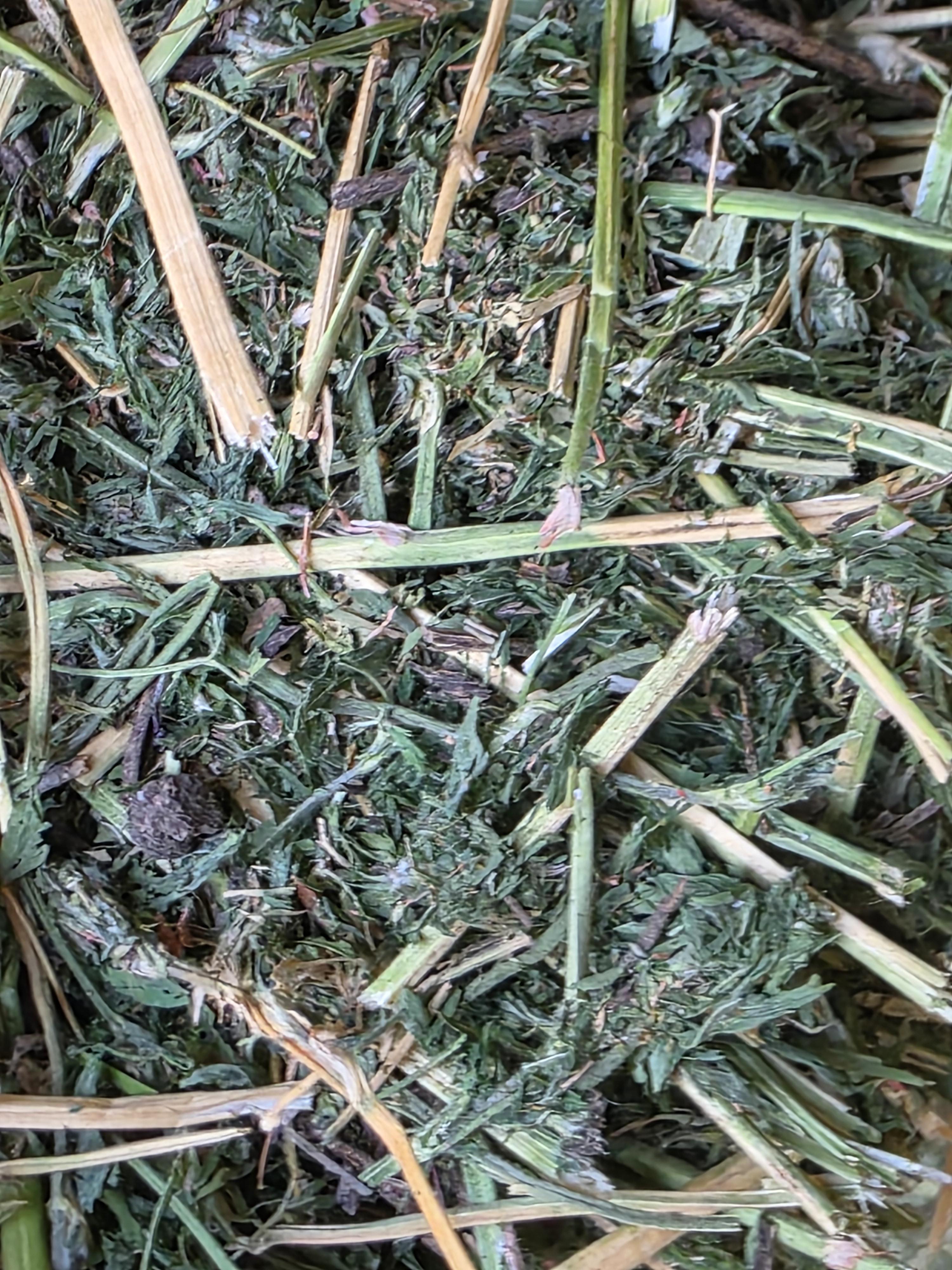 550 3 x 4 x 8 Alfalfa Large Square Bales – Image 5
