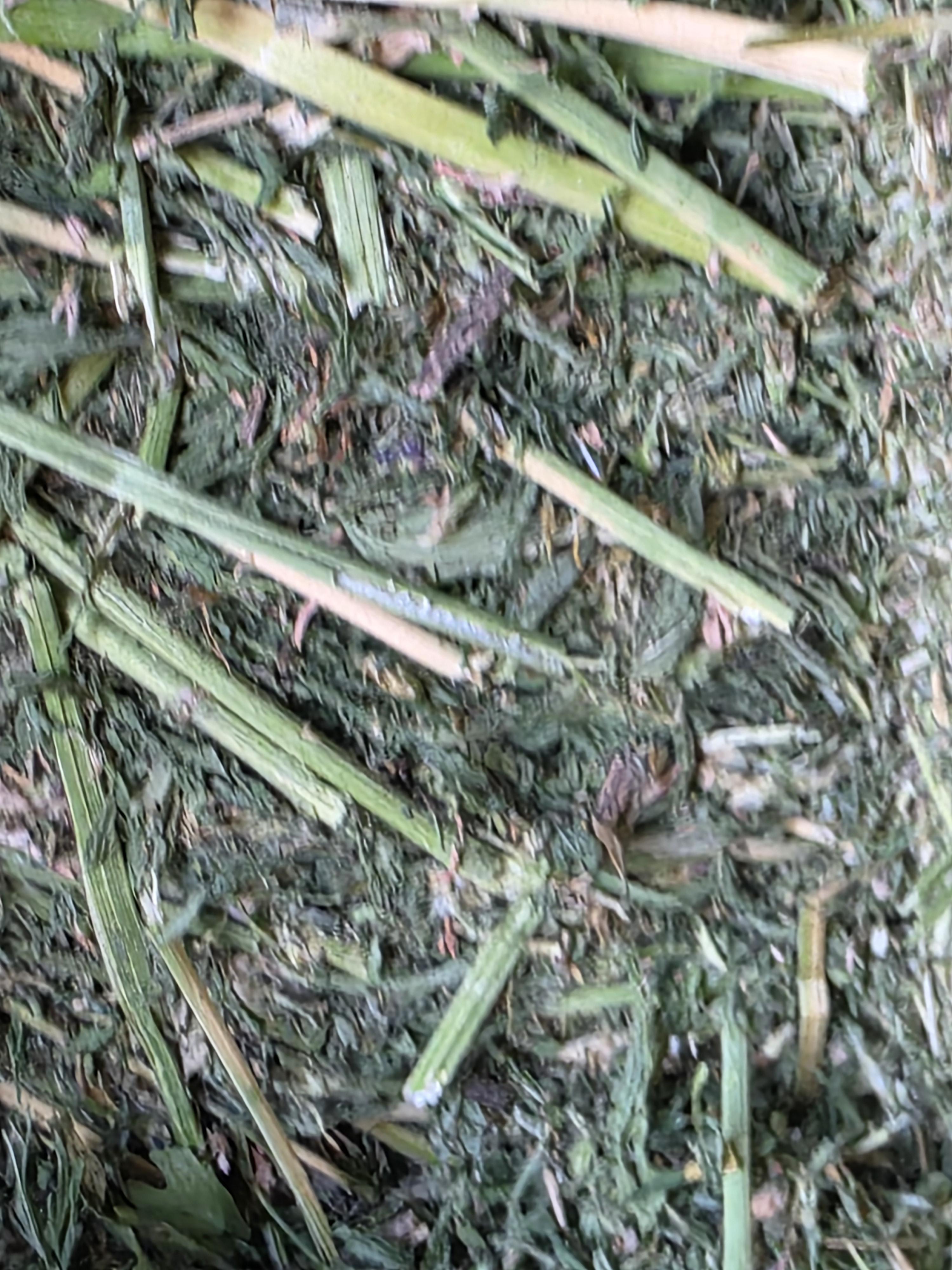 550 3 x 4 x 8 Alfalfa Large Square Bales – Image 2