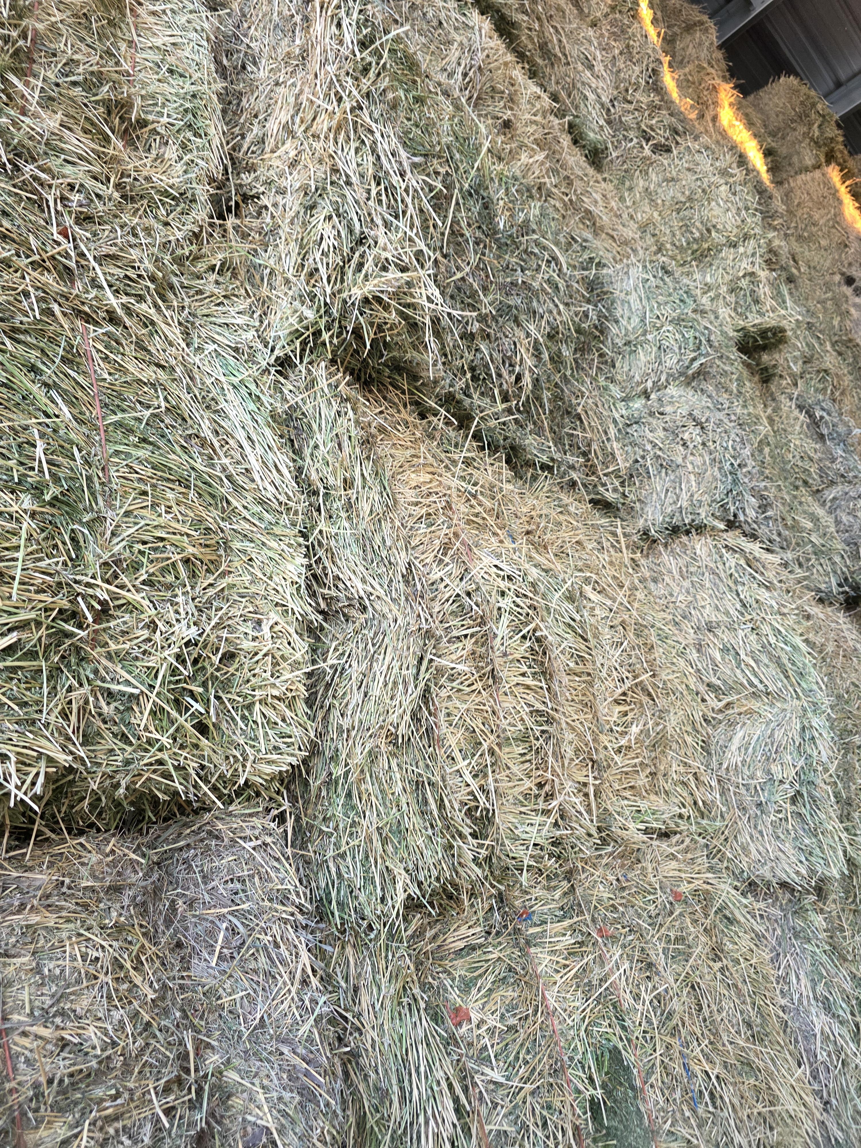550 3 x 4 x 8 Alfalfa Large Square Bales – Image 3