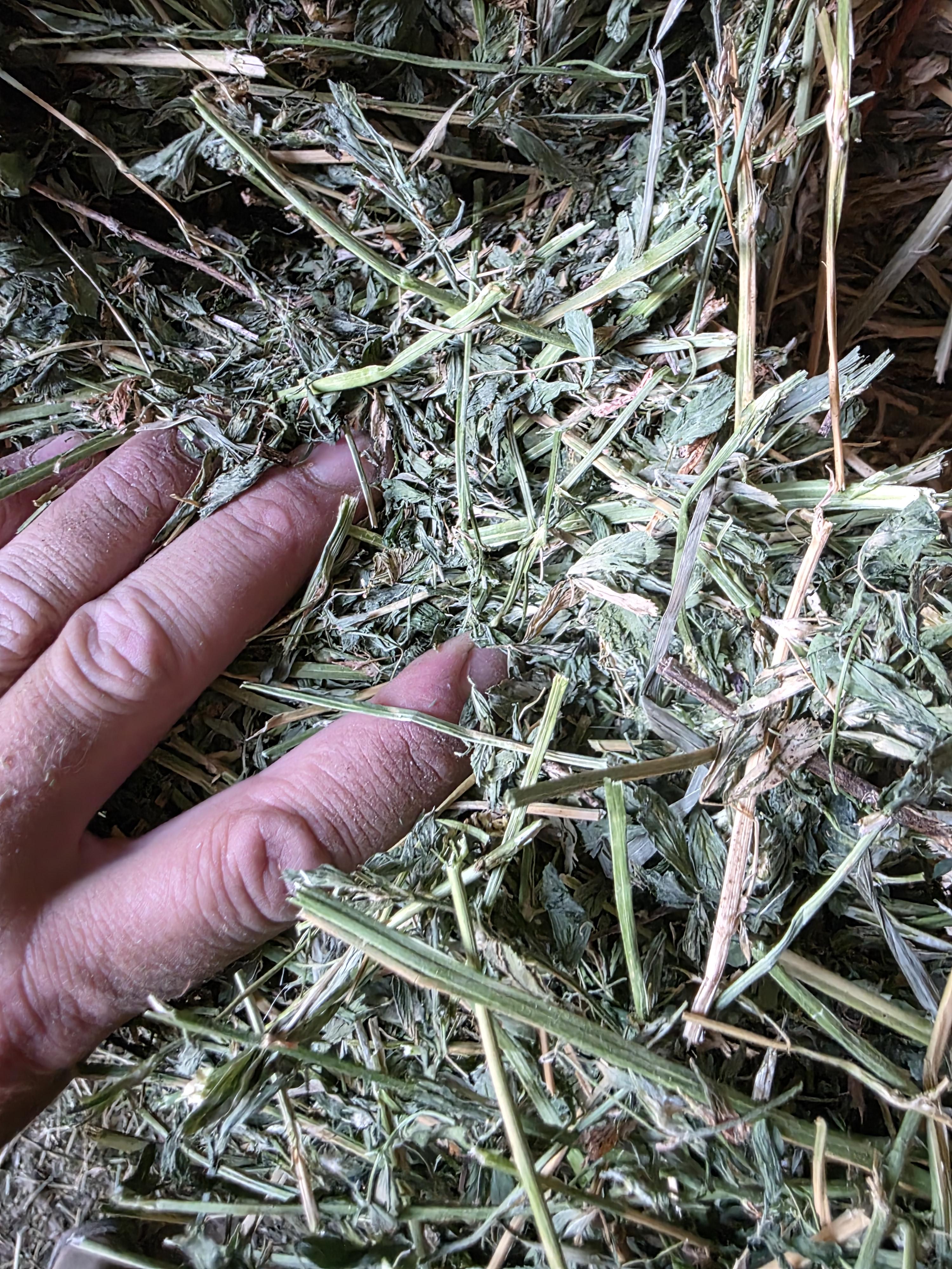 546 Large Square Alfalfa 2nd Cutting – Image 2