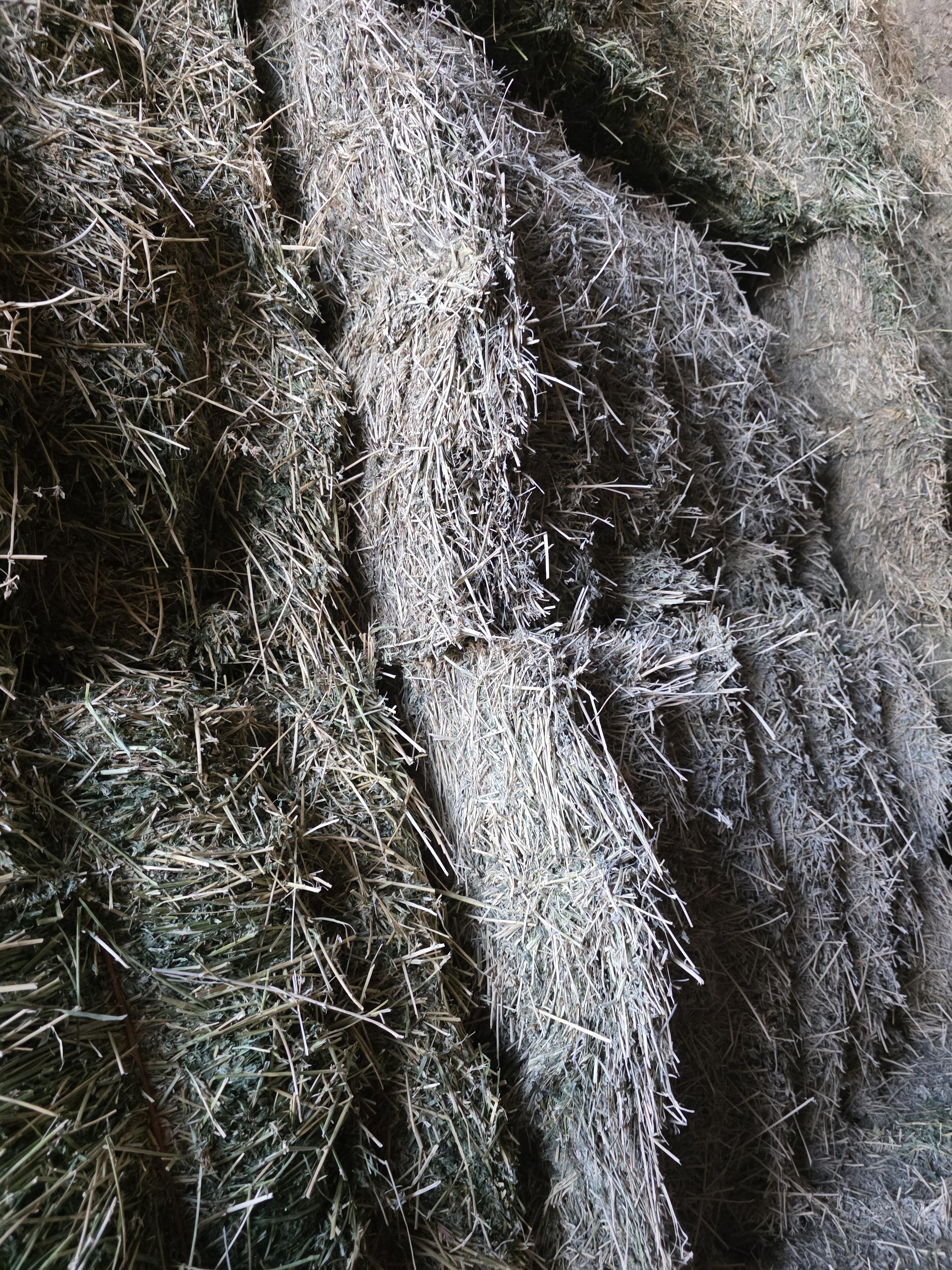 546 Large Square Alfalfa 2nd Cutting – Image 4