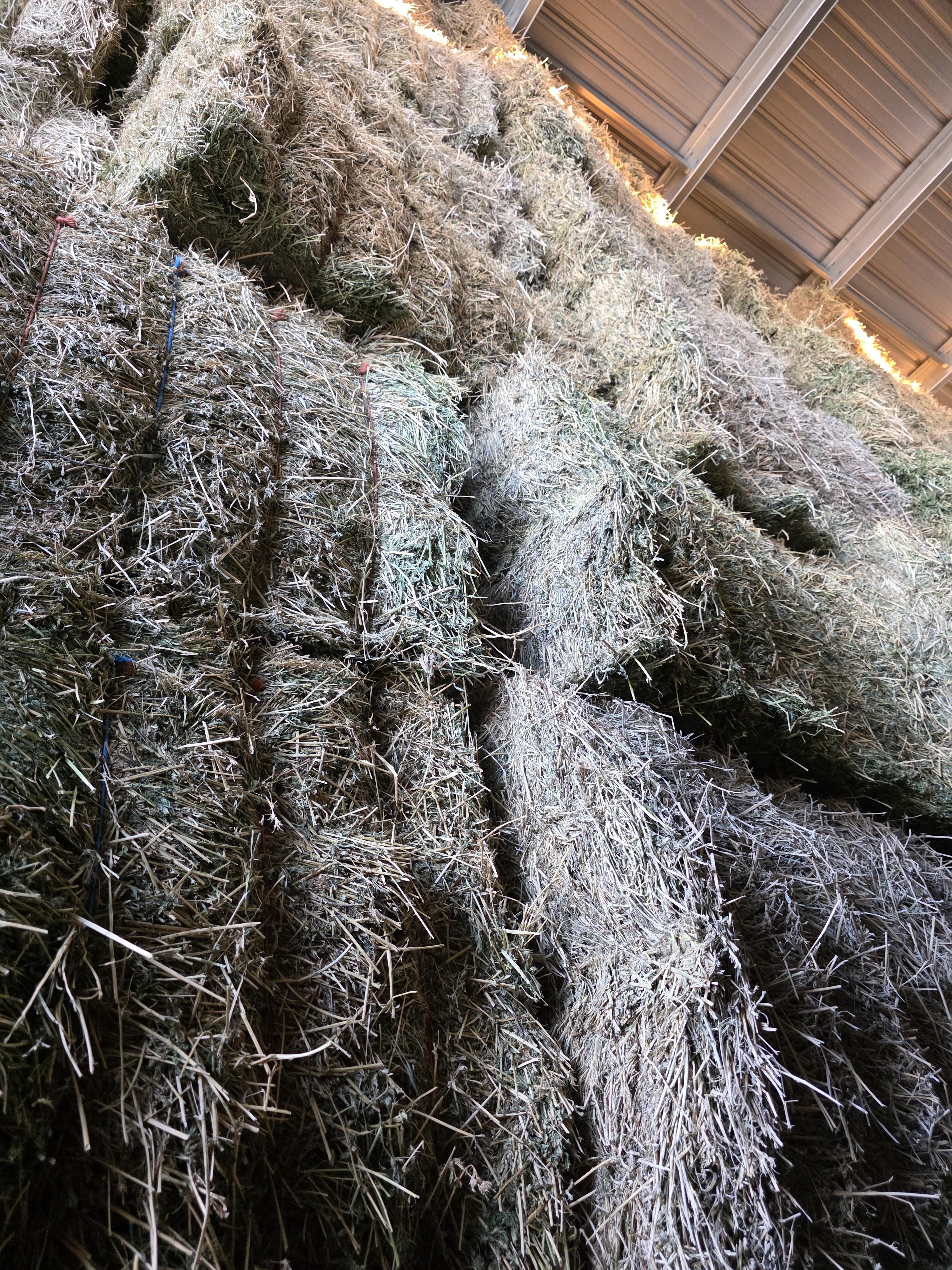 546 Large Square Alfalfa 2nd Cutting – Image 3