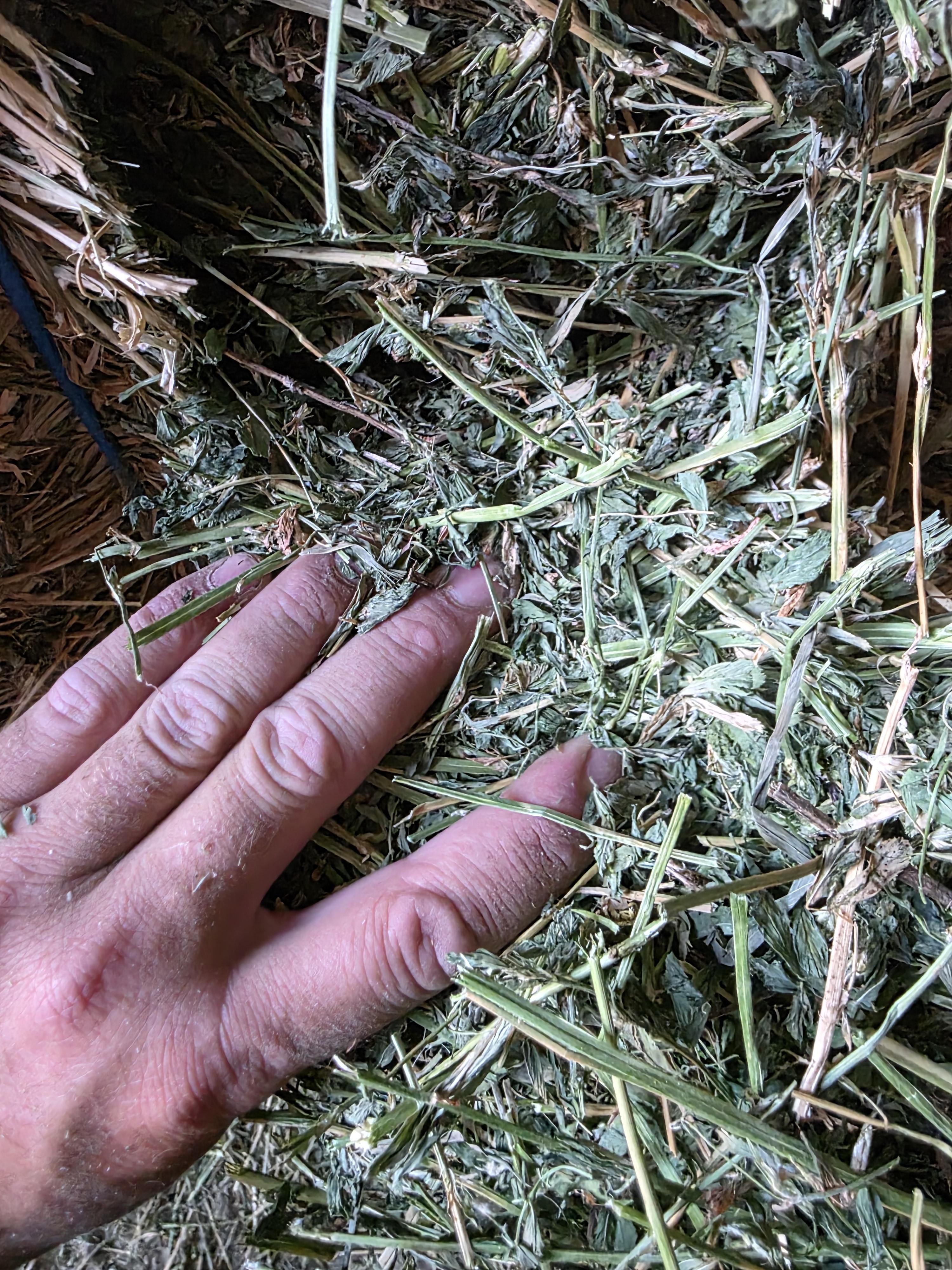 546 Large Square Alfalfa 2nd Cutting – Image 5
