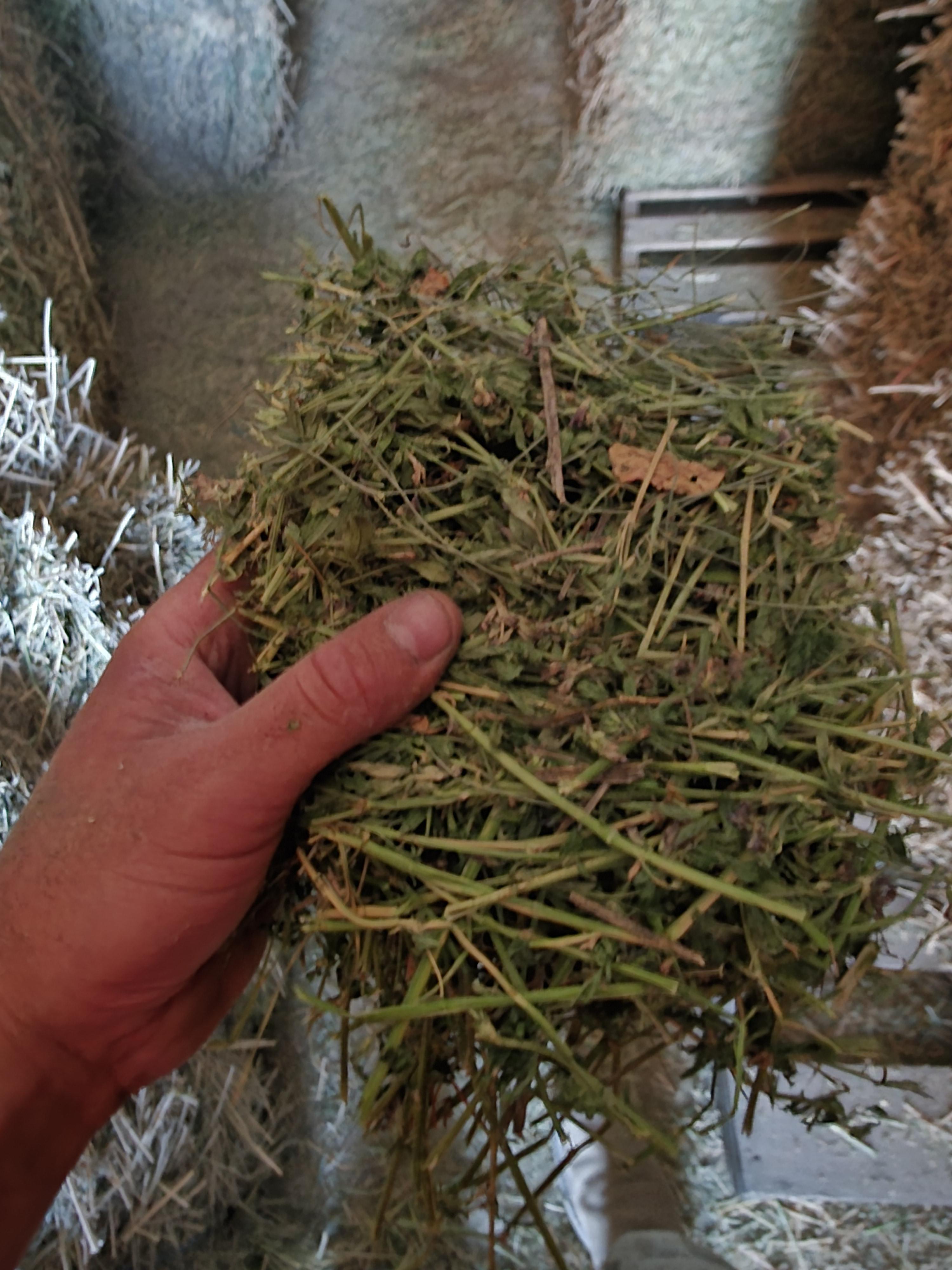 547 Alfalfa/Grass Mix Large Squares – Image 2