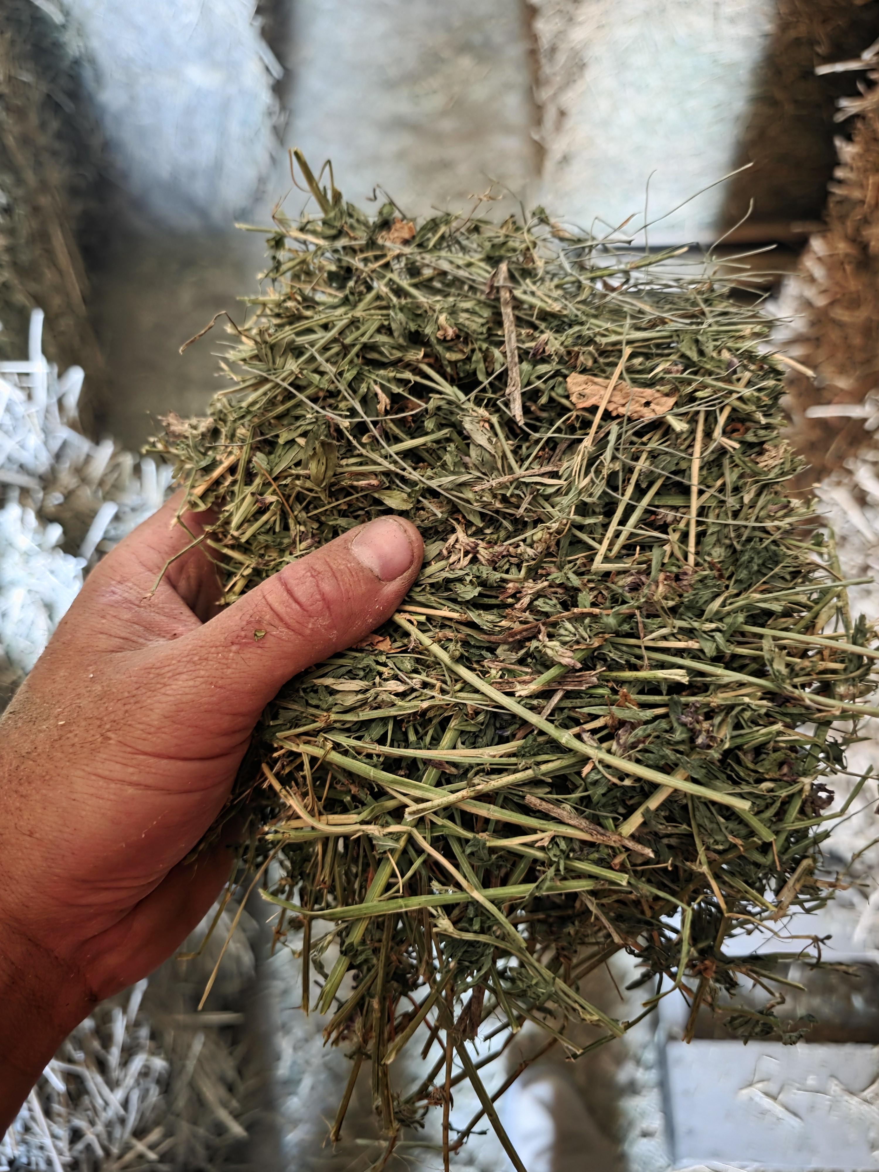 547 Alfalfa/Grass Mix Large Squares – Image 3