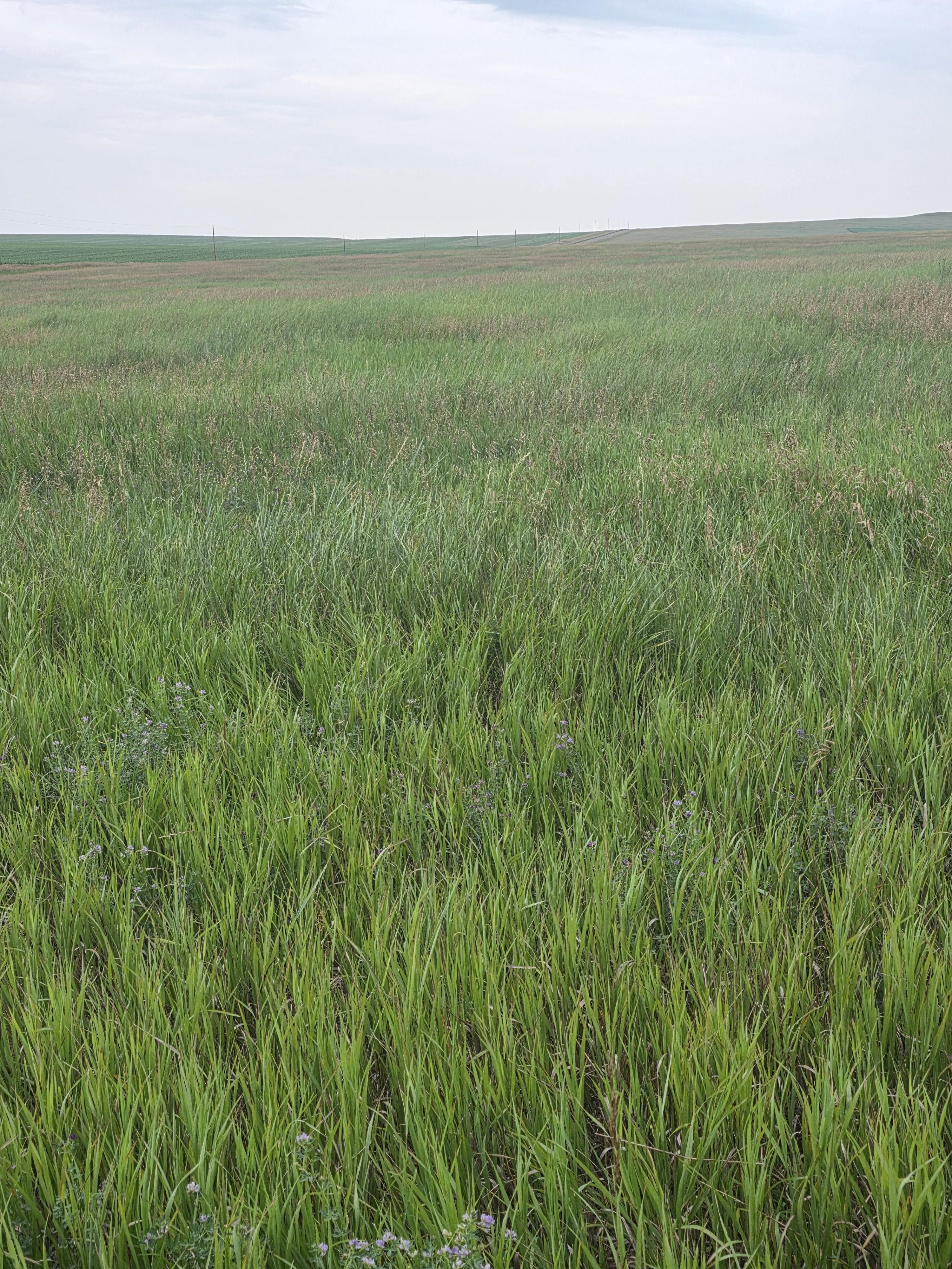 901 DS Alfalfa/Grass Mix Large Rounds – Image 5