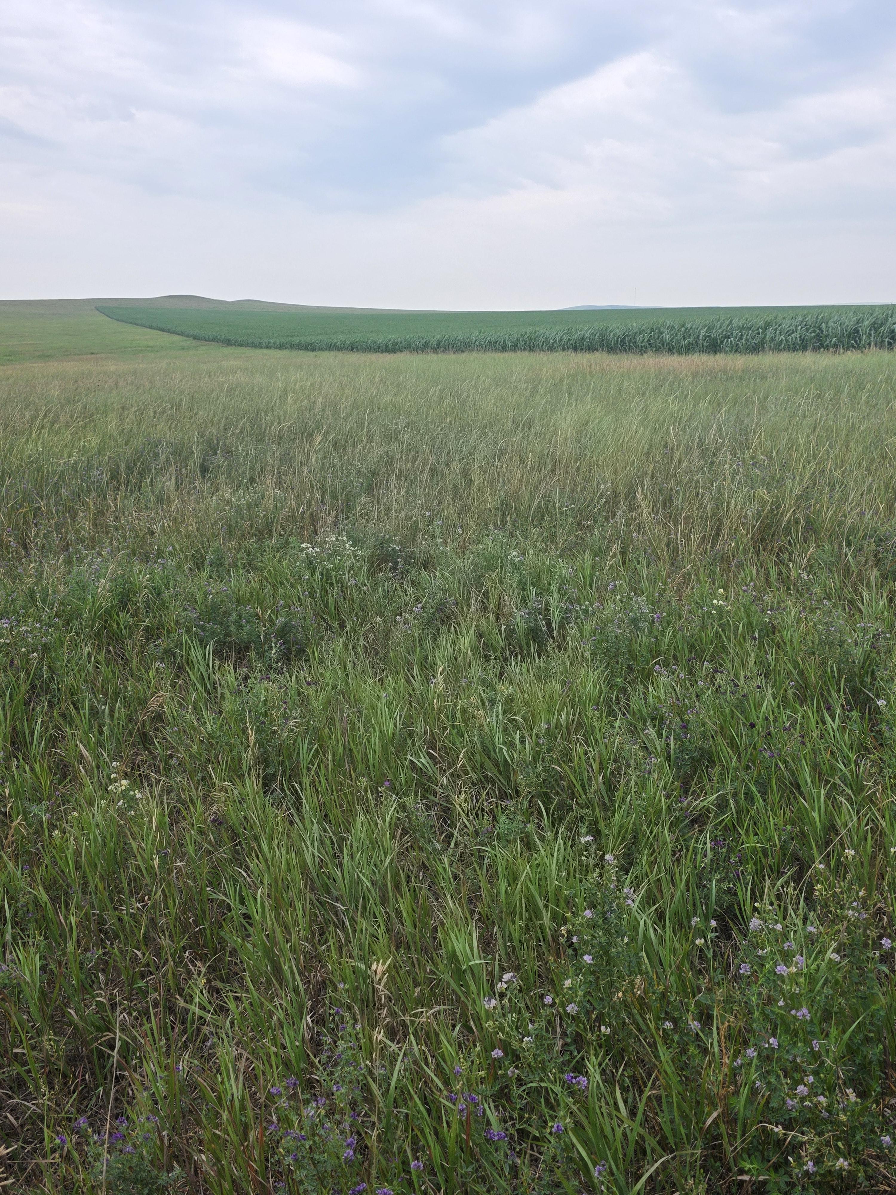 901 DS Alfalfa/Grass Mix Large Rounds – Image 4