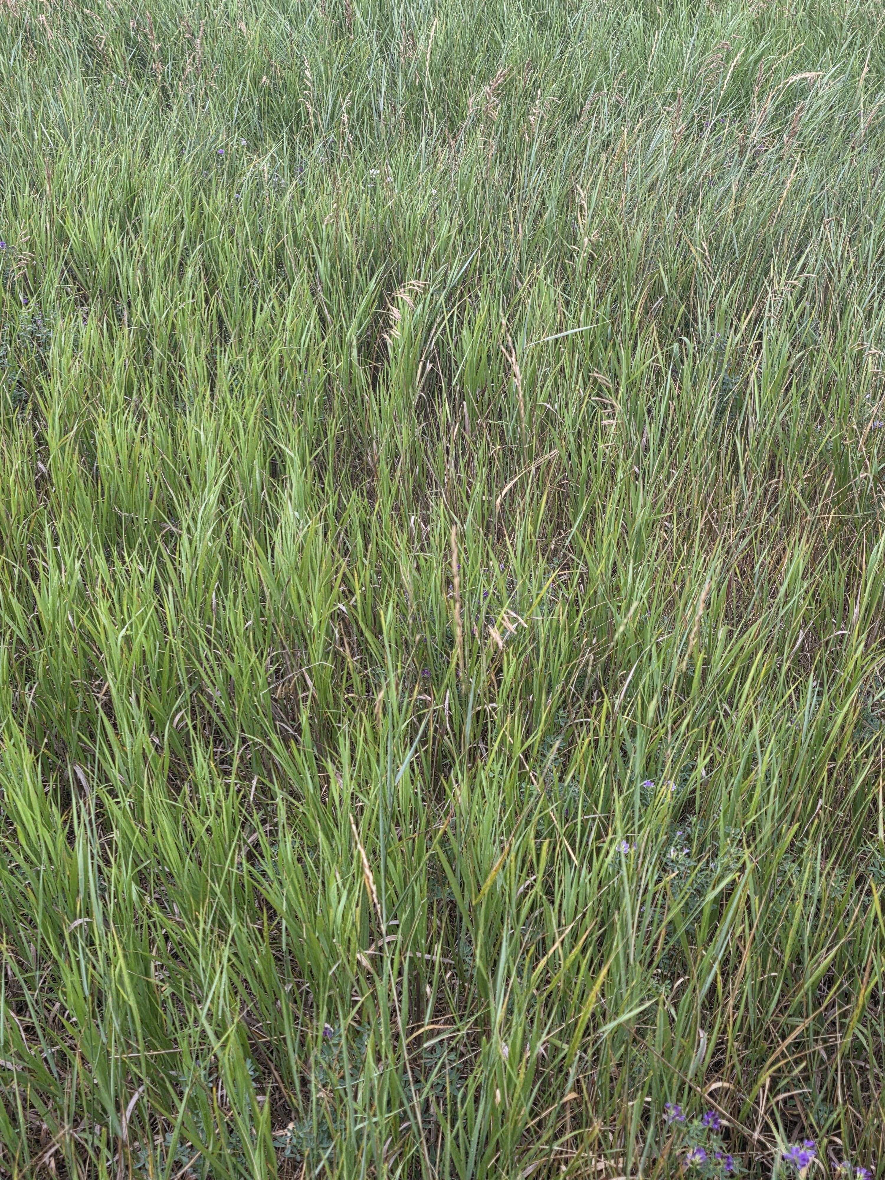 901 DS Alfalfa/Grass Mix Large Rounds – Image 3