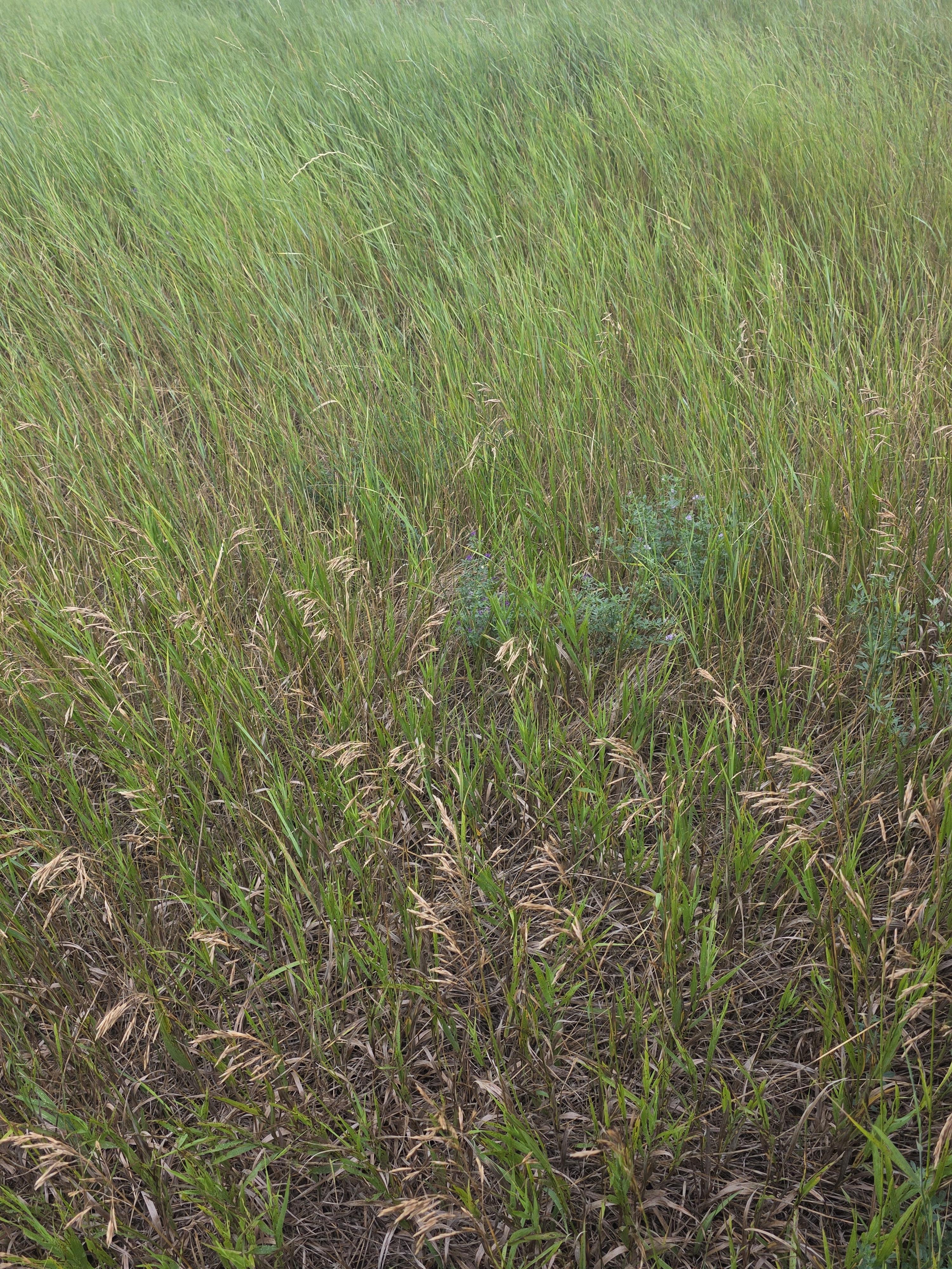 901 DS Alfalfa/Grass Mix Large Rounds – Image 7