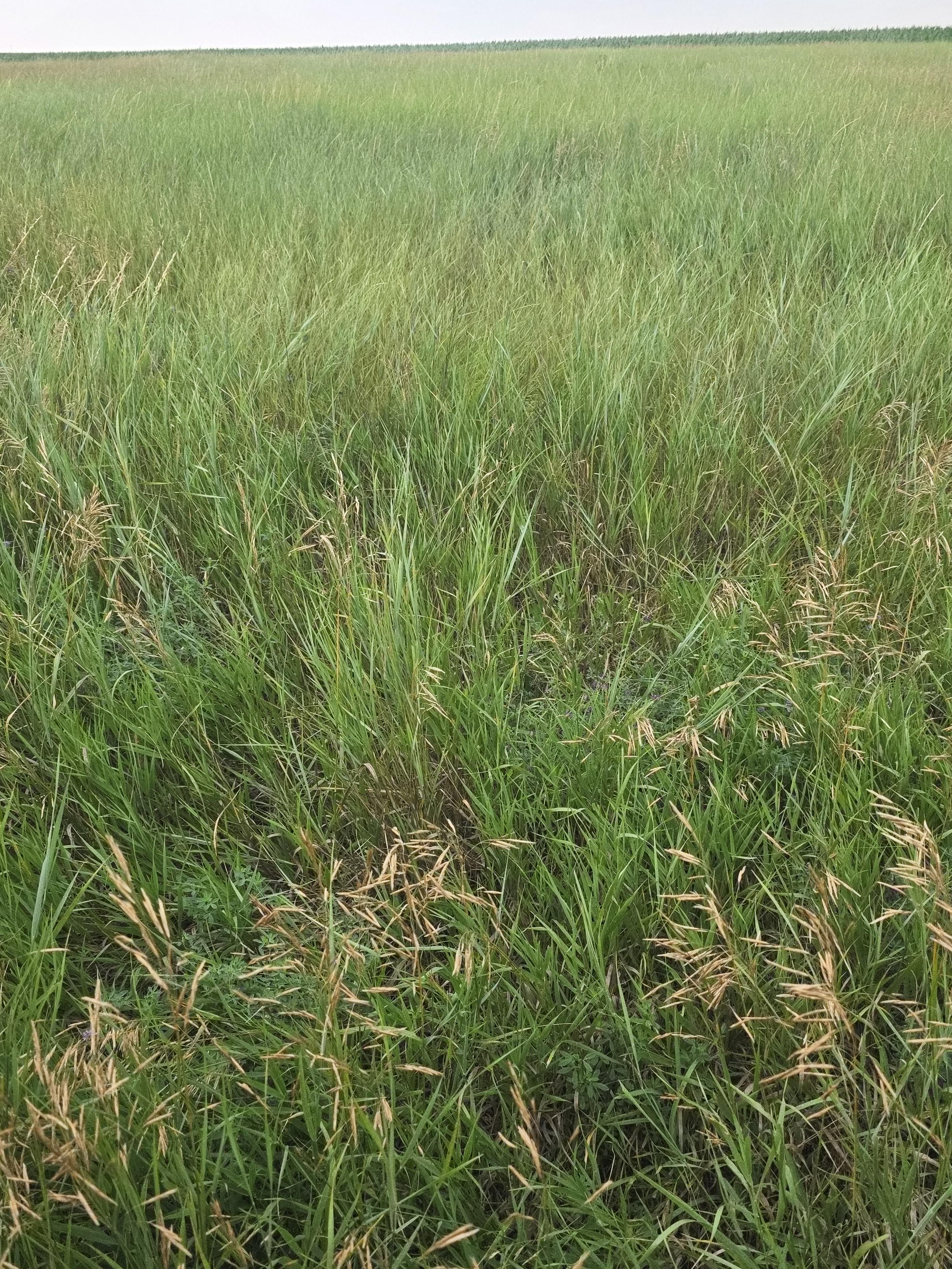 901 DS Alfalfa/Grass Mix Large Rounds – Image 8