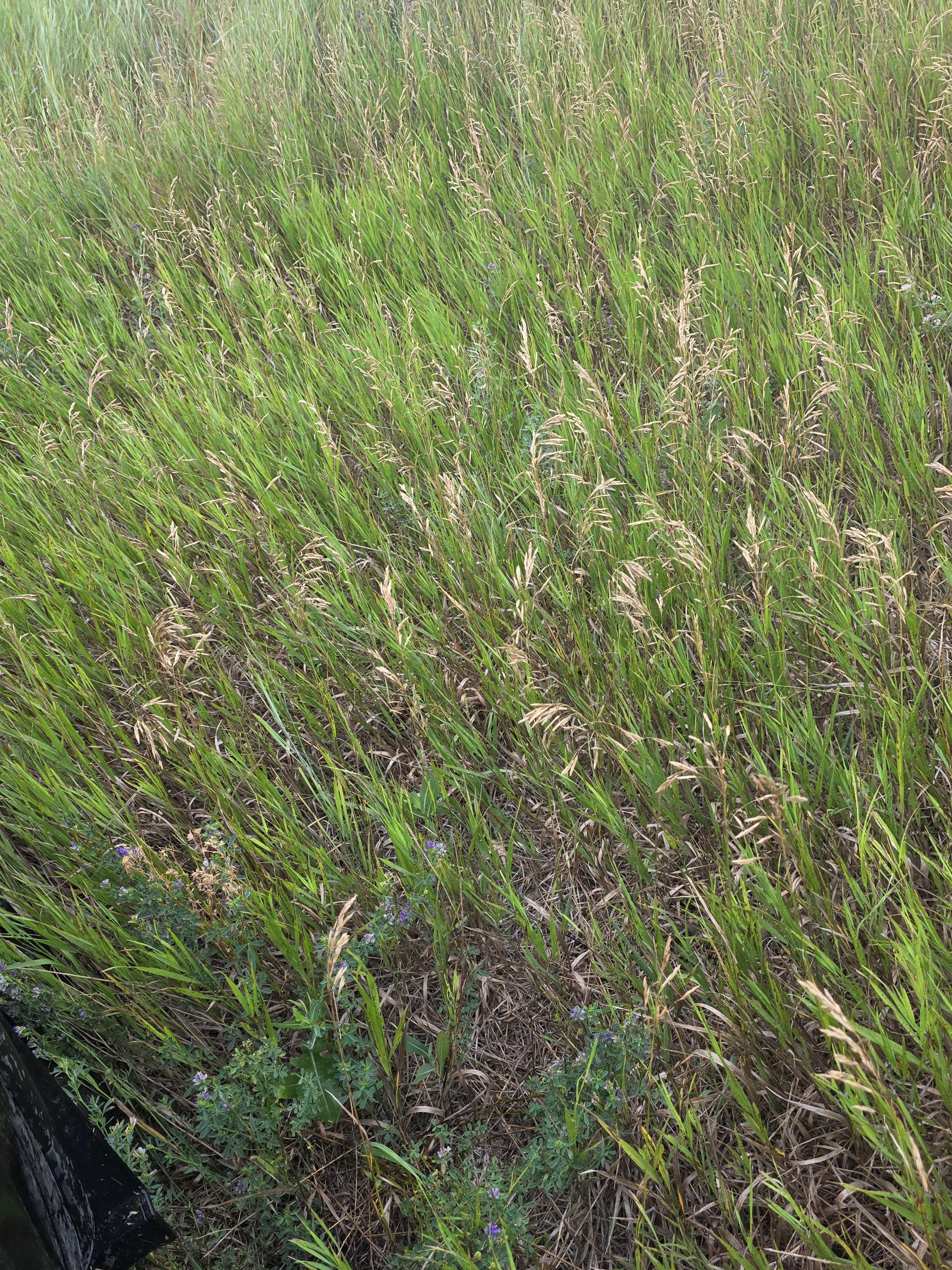 901 DS Alfalfa/Grass Mix Large Rounds – Image 2