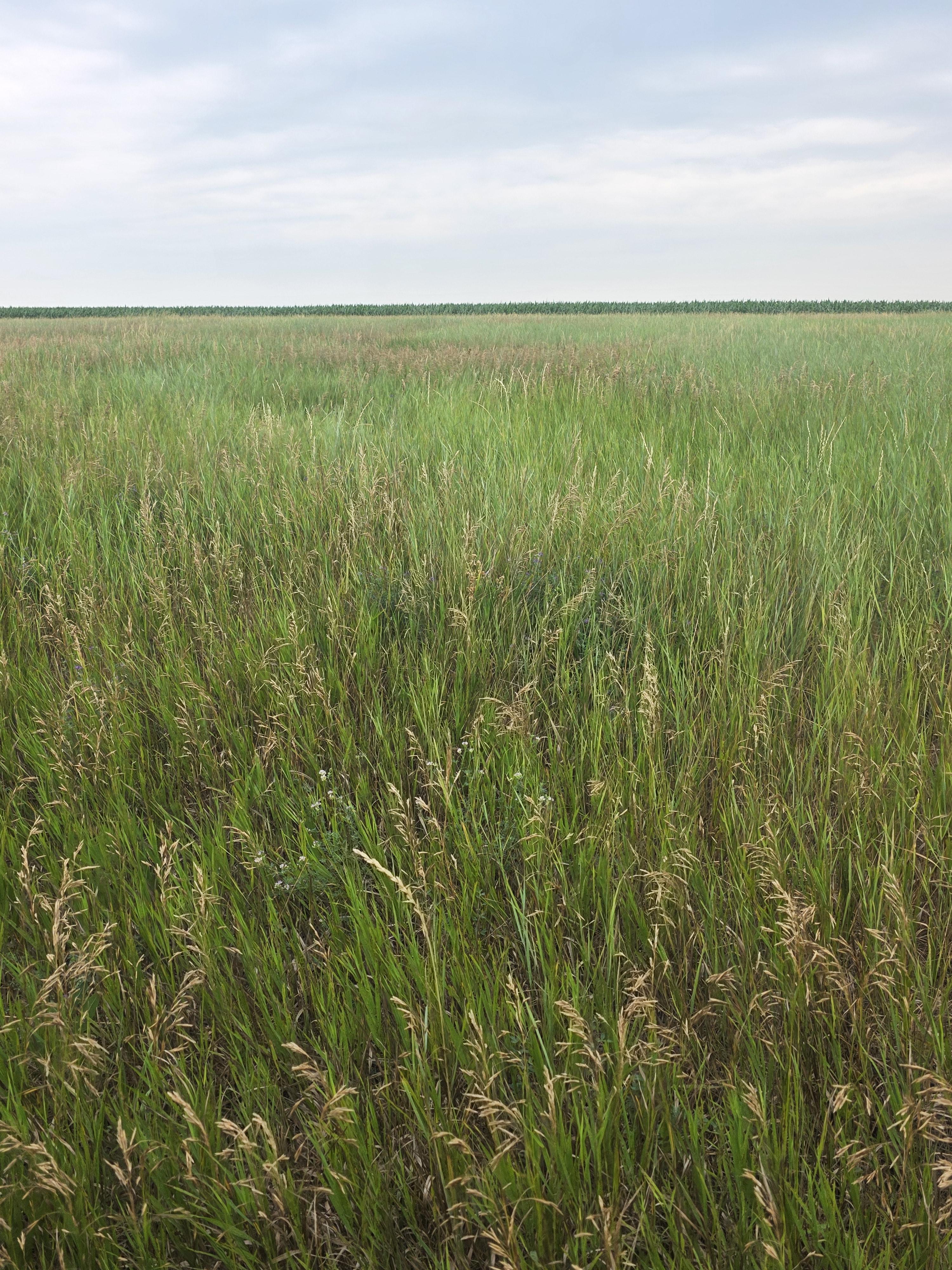 901 DS Alfalfa/Grass Mix Large Rounds – Image 6