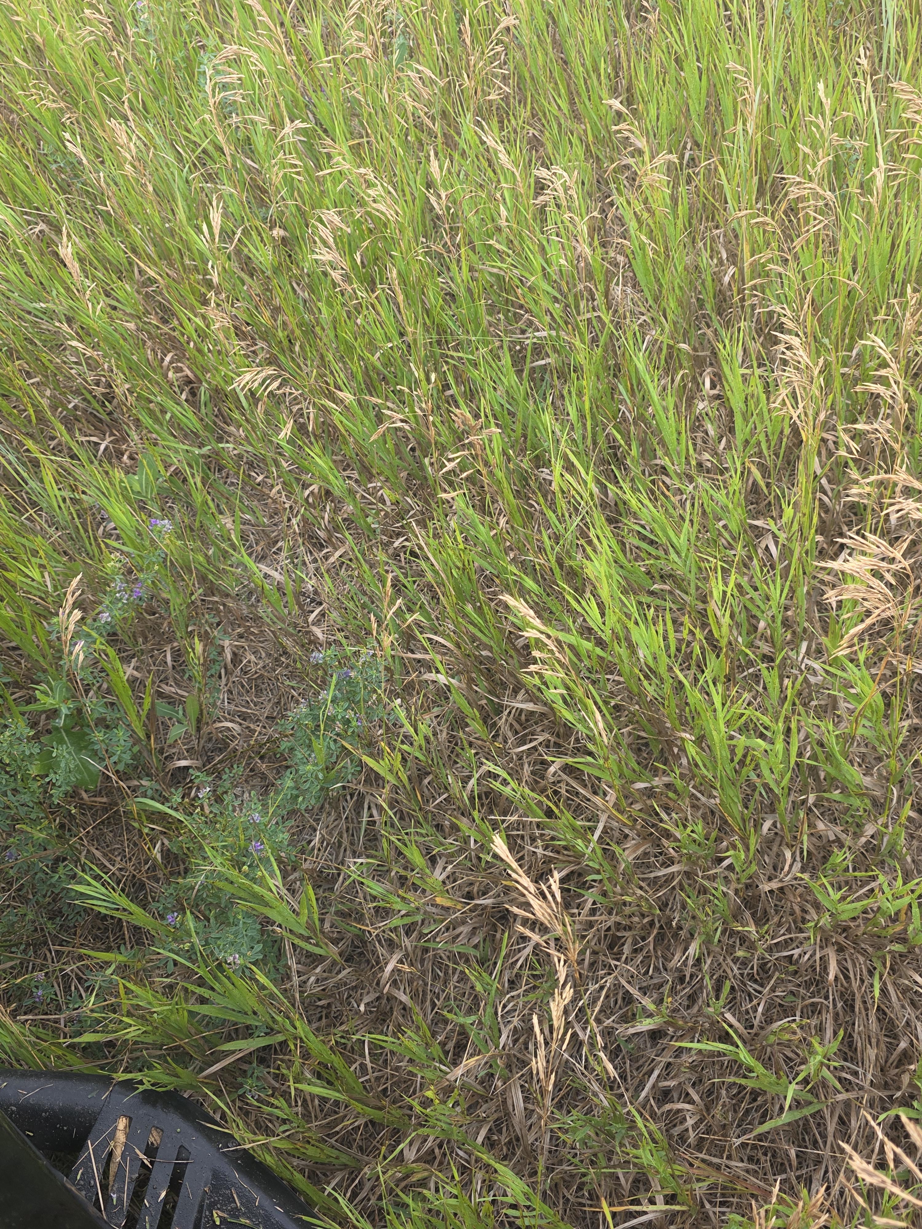 901 DS Alfalfa/Grass Mix Large Rounds – Image 9