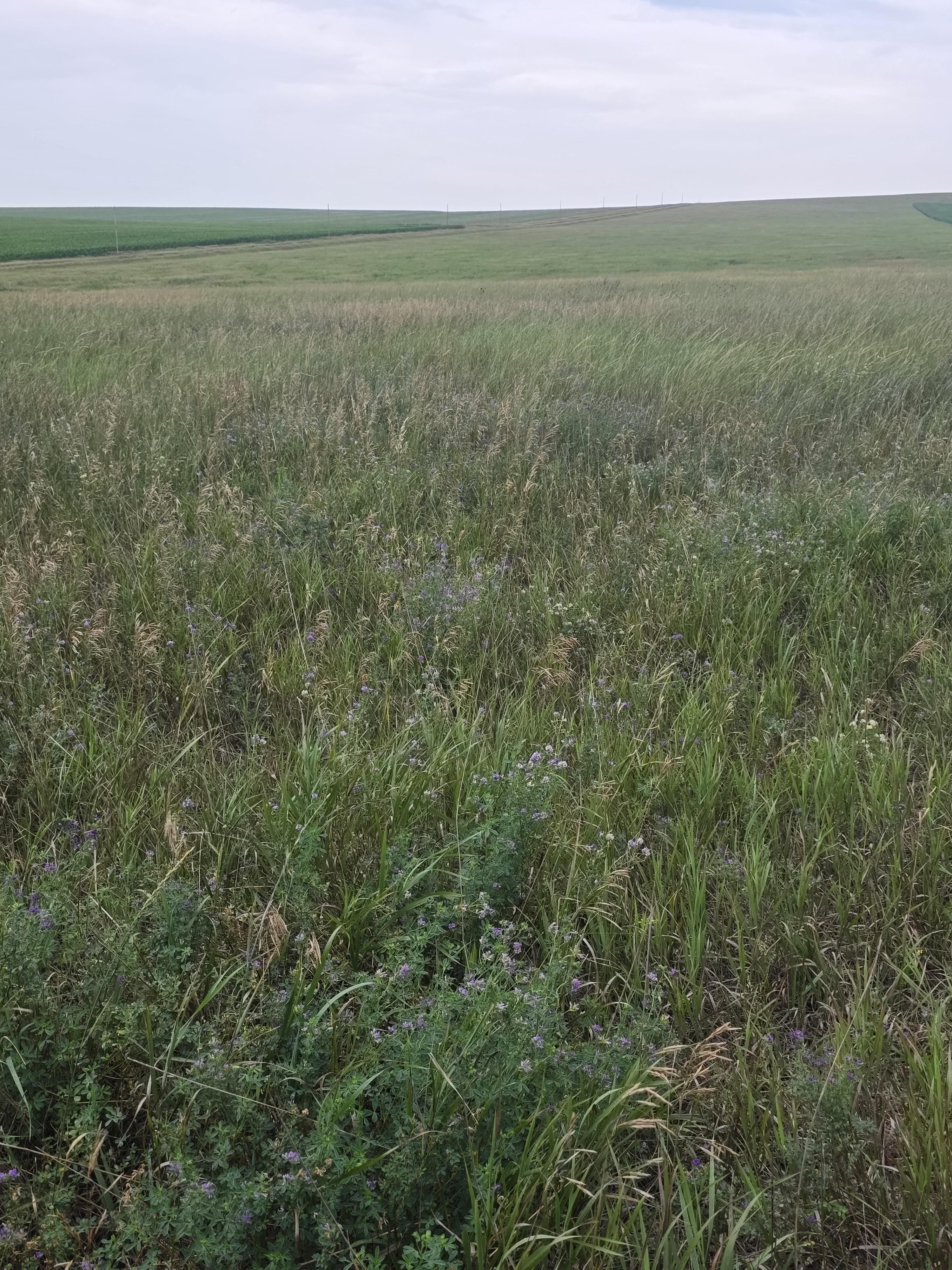 901 DS Alfalfa/Grass Mix Large Rounds – Image 10