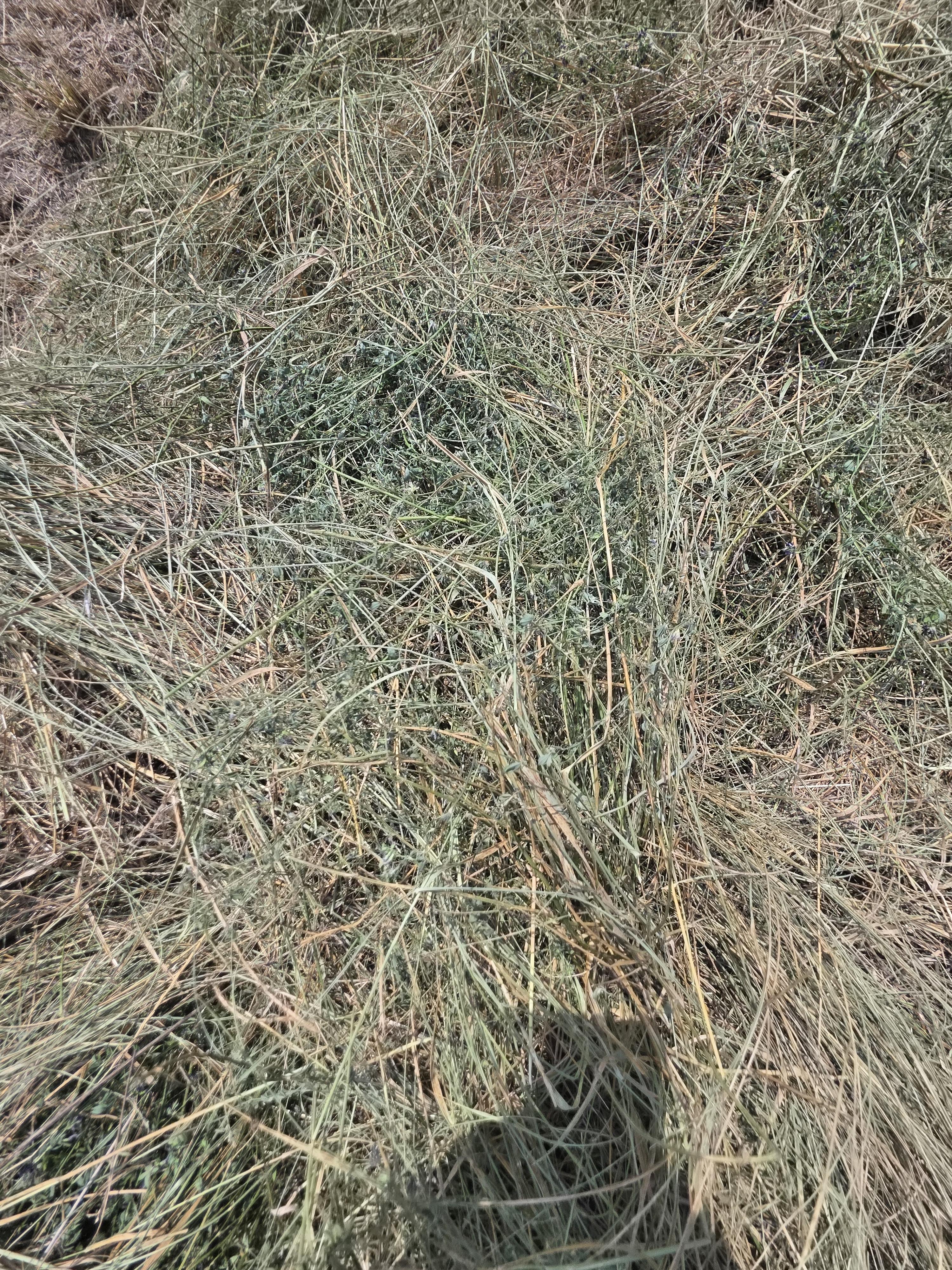 DS 901 Light Alfalfa/Grass mix CRP Rounds – Image 7