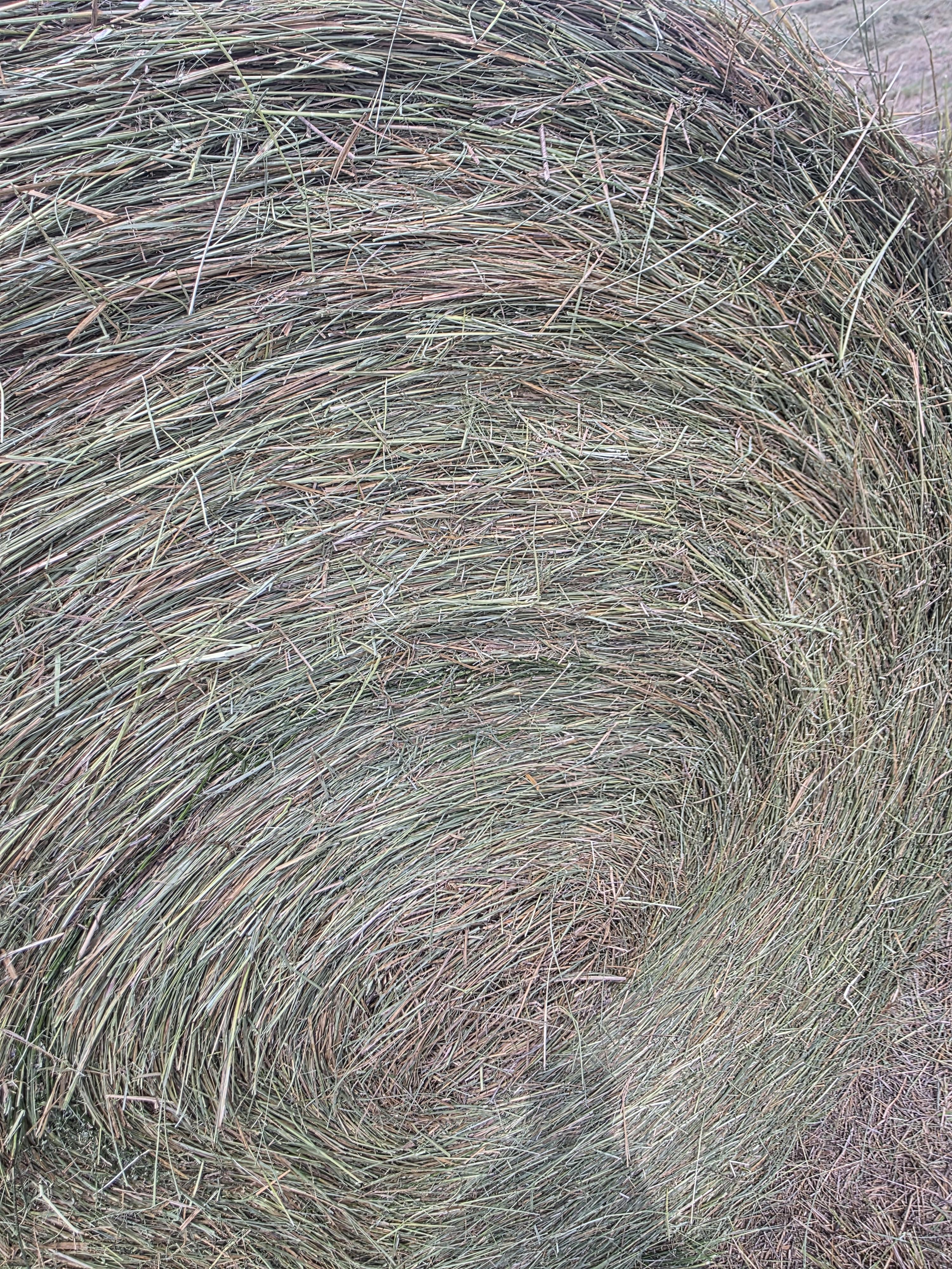 DS 901 Light Alfalfa/Grass mix CRP Rounds – Image 6