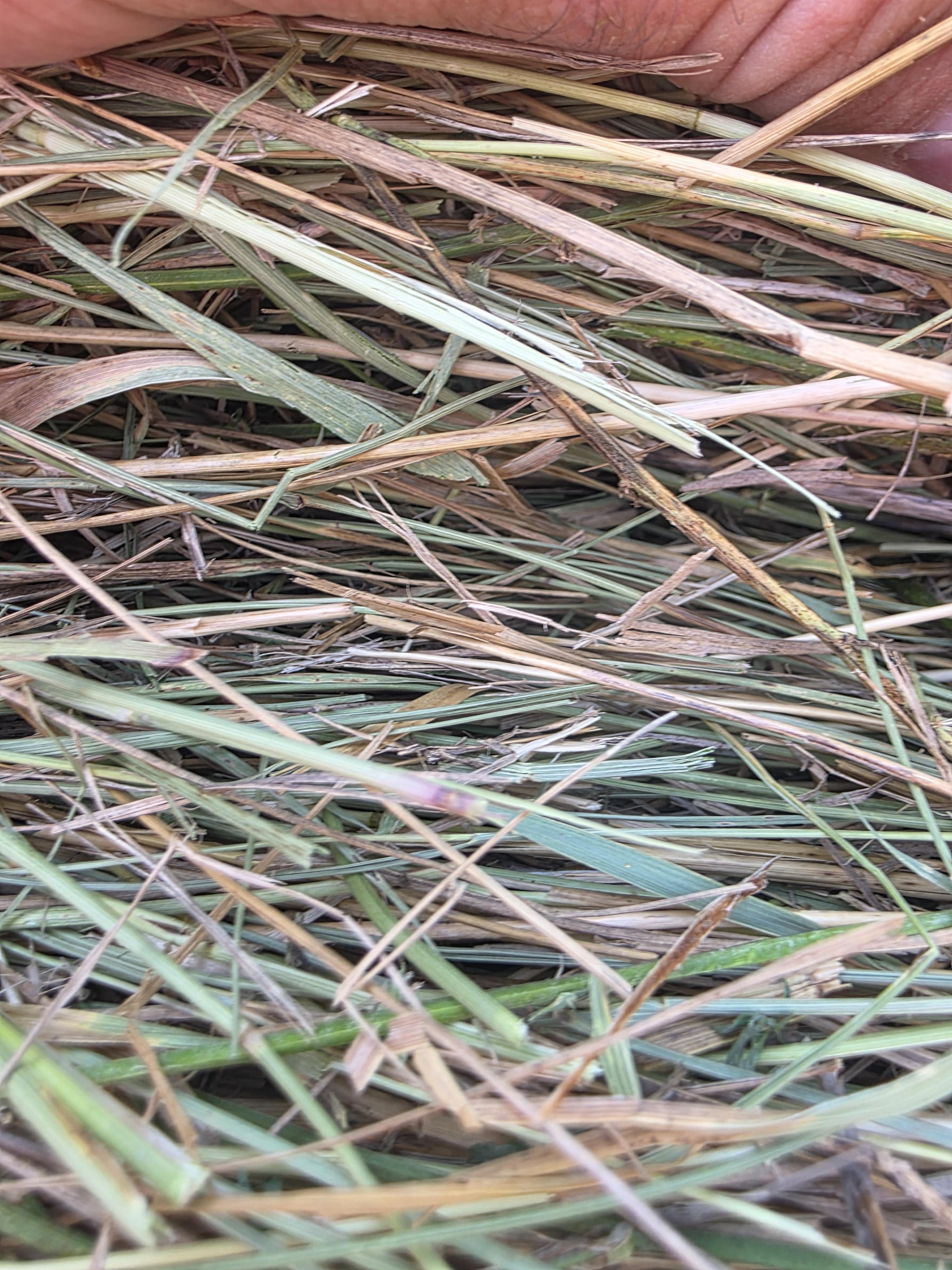 DS 901 Light Alfalfa/Grass mix CRP Rounds – Image 4