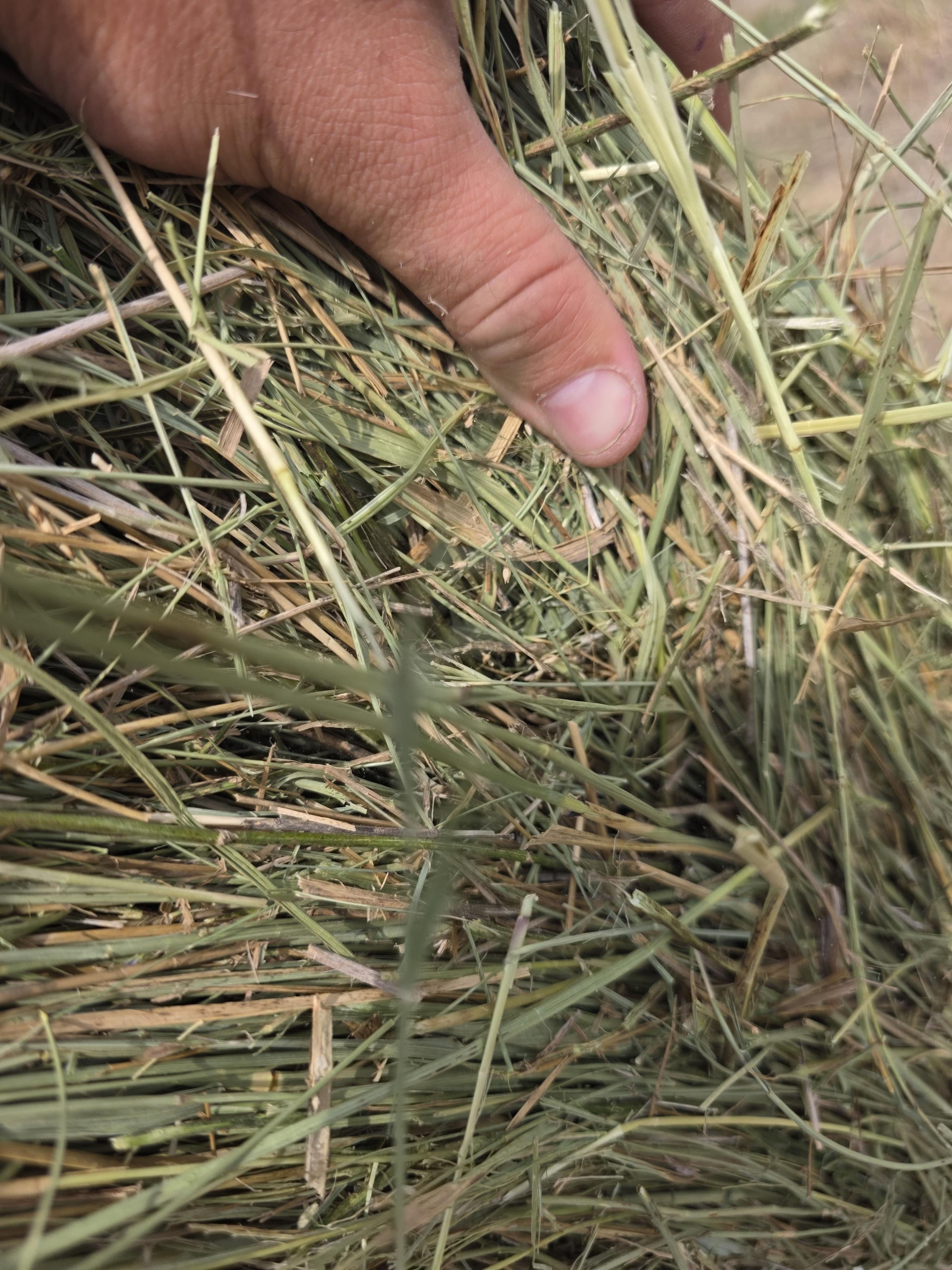 DS 901 Light Alfalfa/Grass mix CRP Rounds – Image 2